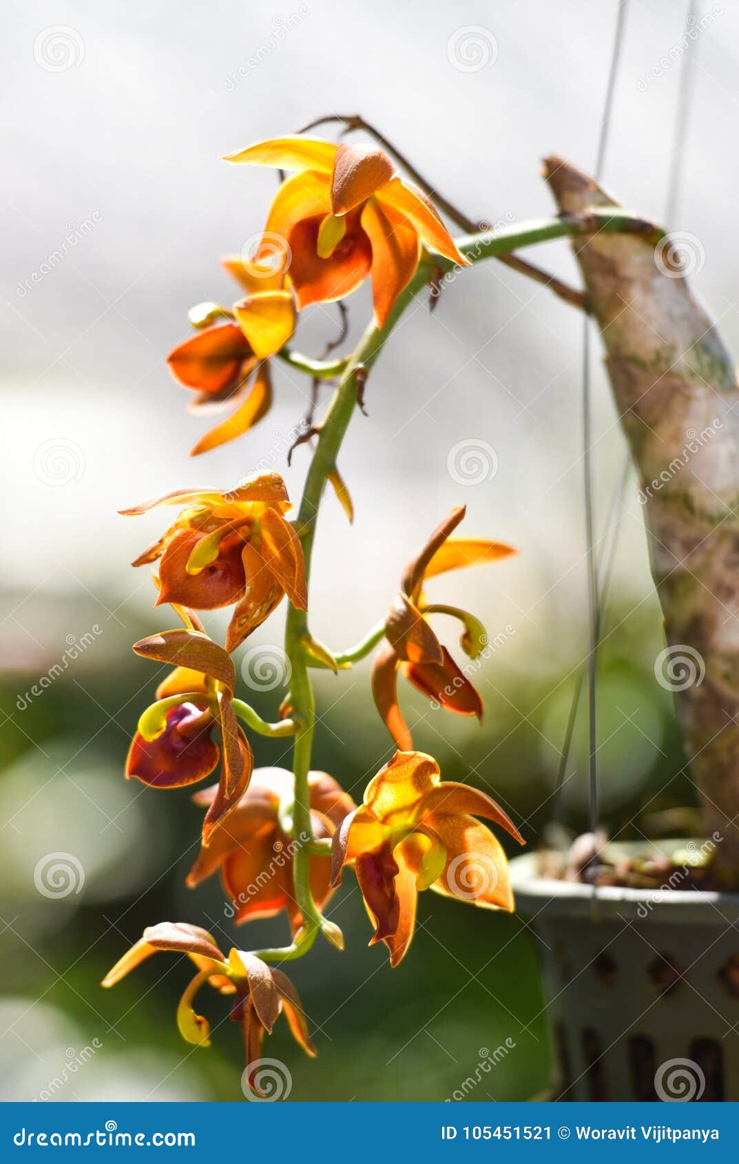 Orquídea dourada imagem de stock. Imagem de botânica - 105451521