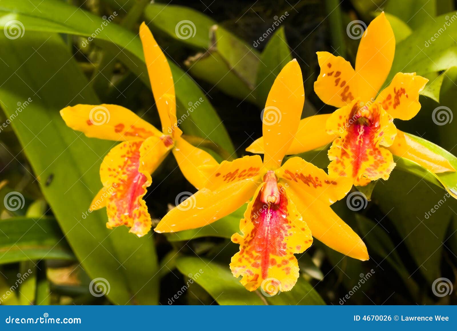 Orquídea dourada foto de stock. Imagem de conjunto, frita - 4670026