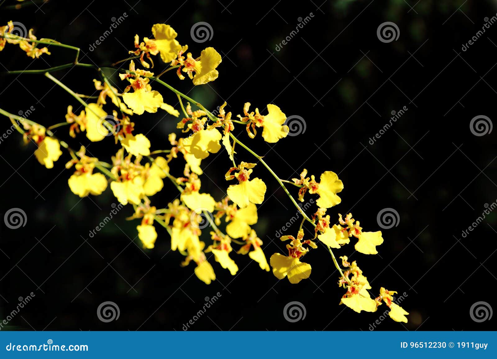 Orquídea Dourada Do Chuveiro Isolada Foto de Stock - Imagem de botânica,  pétala: 96512230