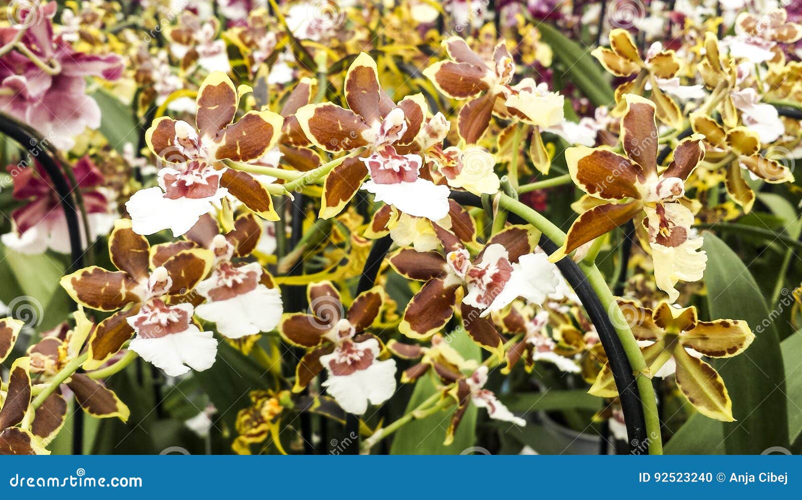 Orquídea En Flor Híbrido De Oncidium Cambria Foto de archivo - Imagen de  fondo, planta: 92523240