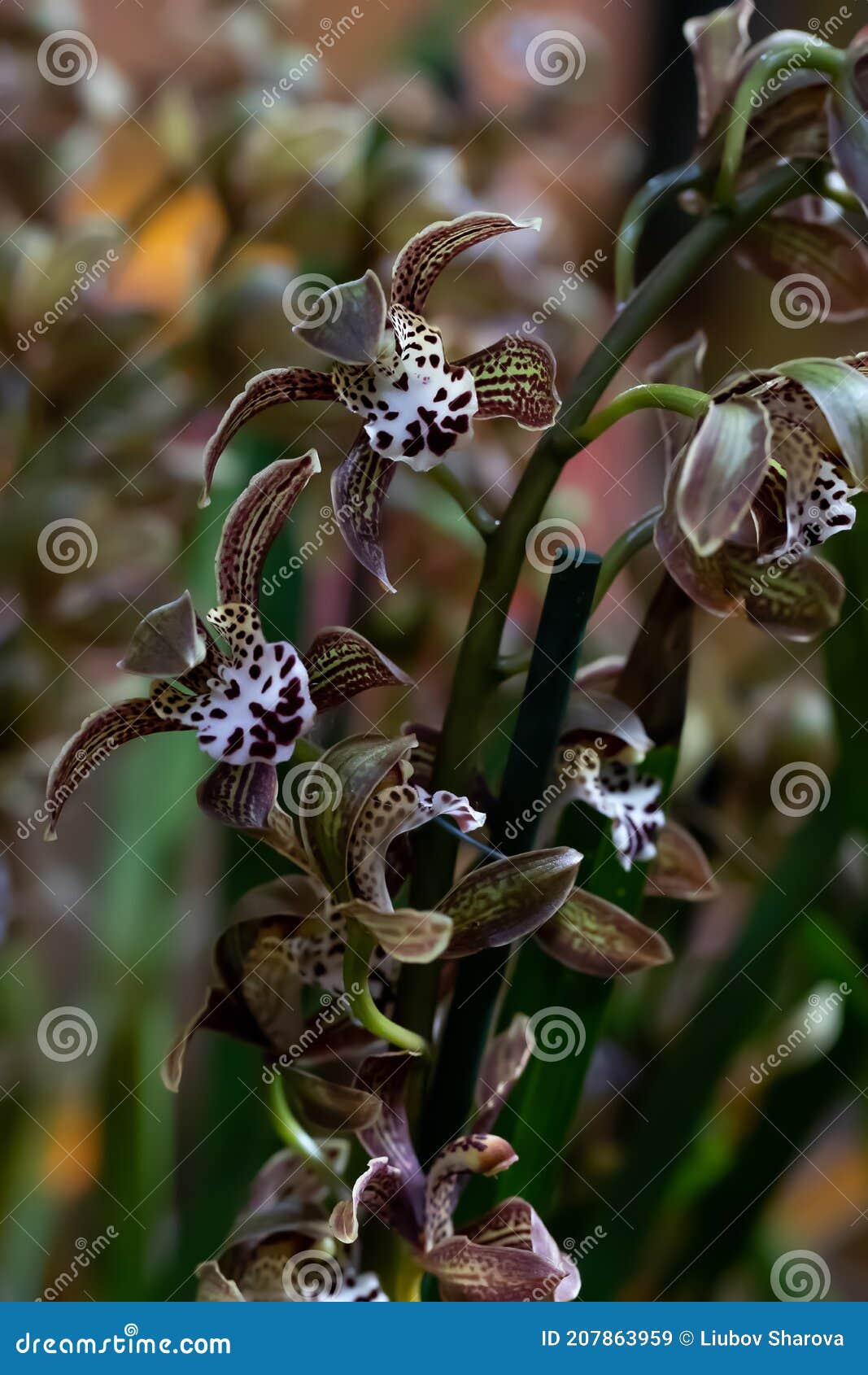 Orquídea Exótica Com Mancha De Marrom. Floração De Orquídeas Com  Phalaenopsis Imagem de Stock - Imagem de romântico, elegância: 207863959