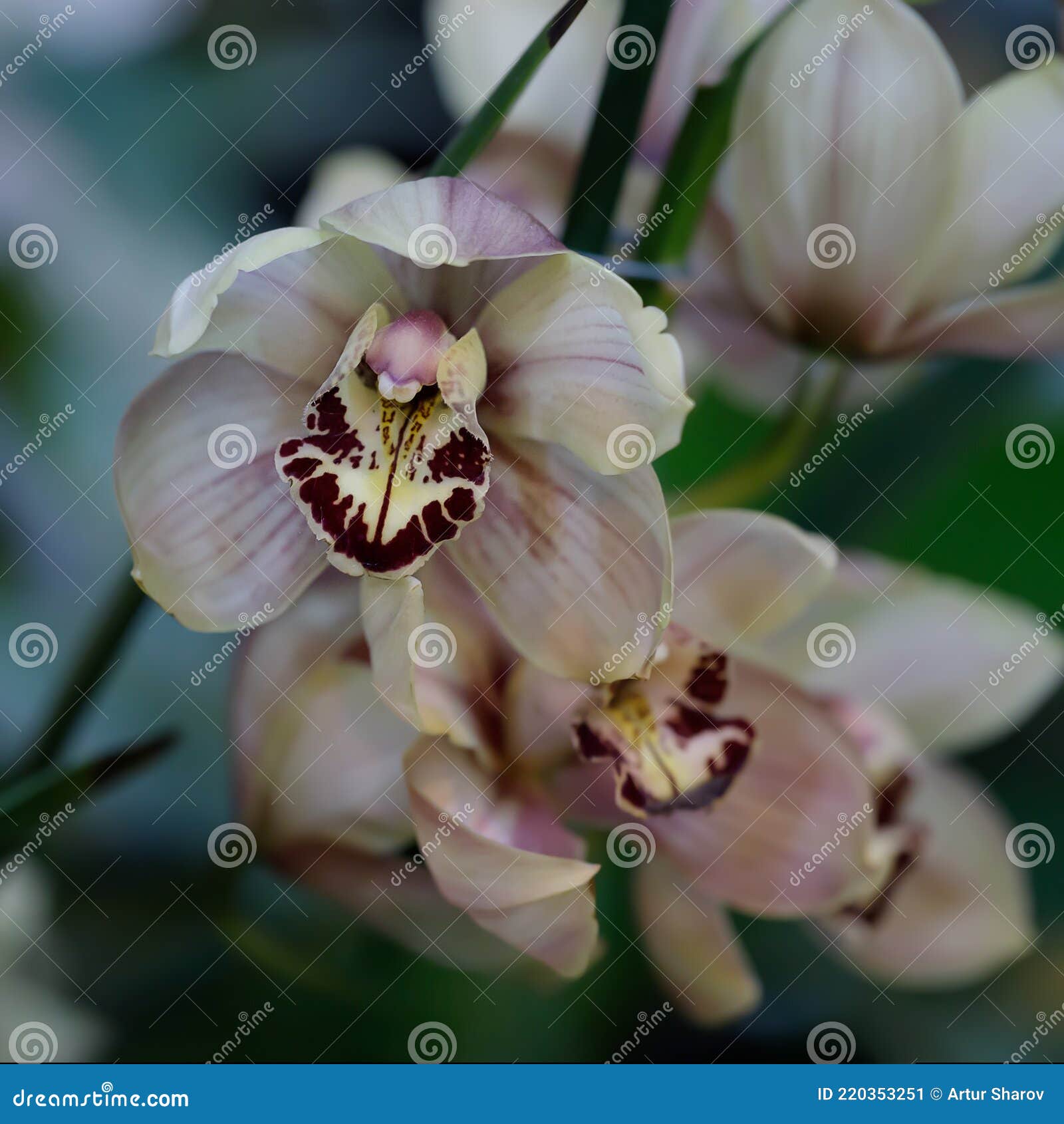 Orquídea Exótica De Color Café Claro. Floración De Orquídea Phalaenopsis  Imagen de archivo - Imagen de tolerancia, collage: 220353251