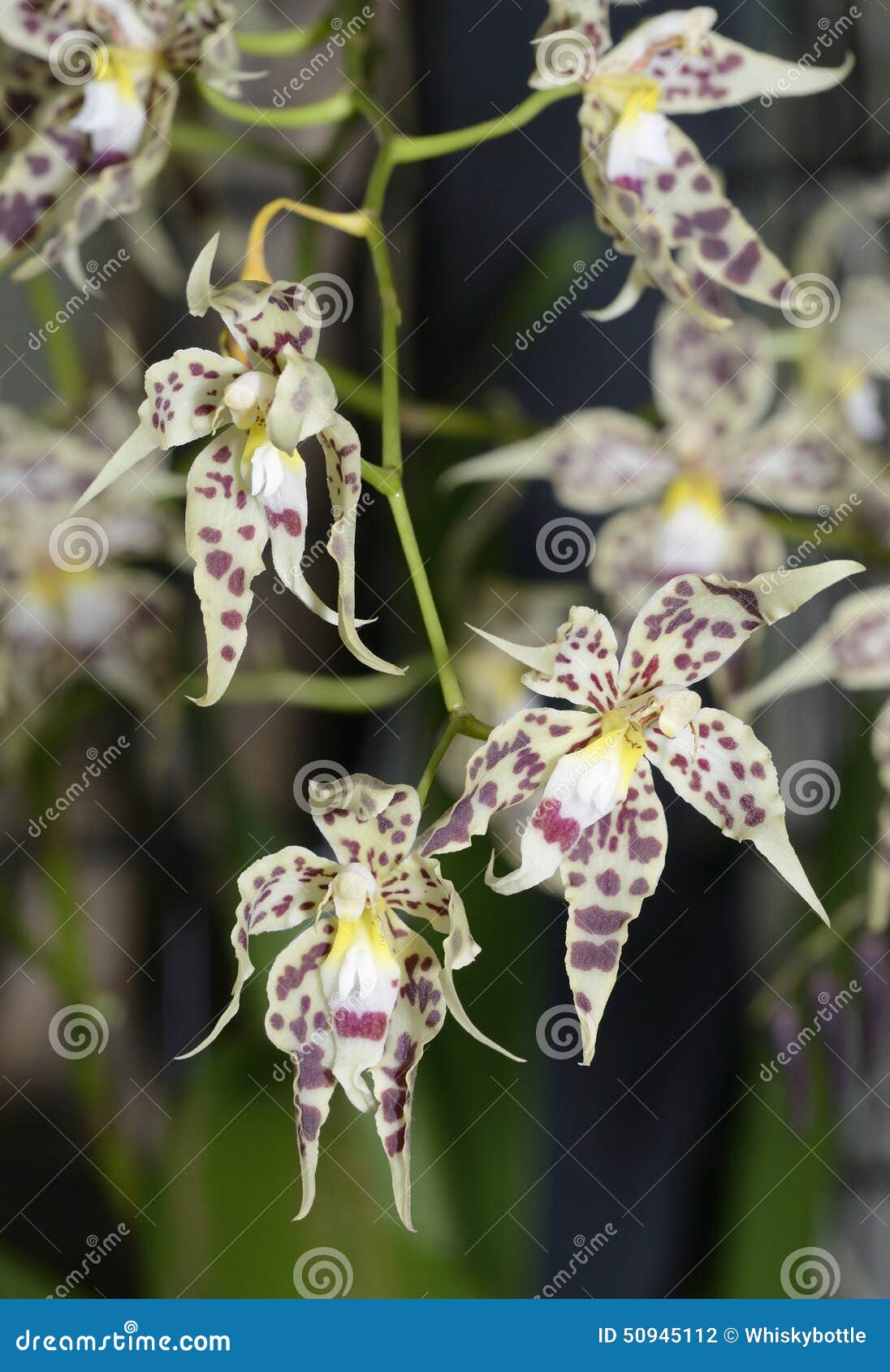 Orquídea Gloriosa De Odontoglossum Foto de Stock - Imagem de vertical,  tropical: 50945112