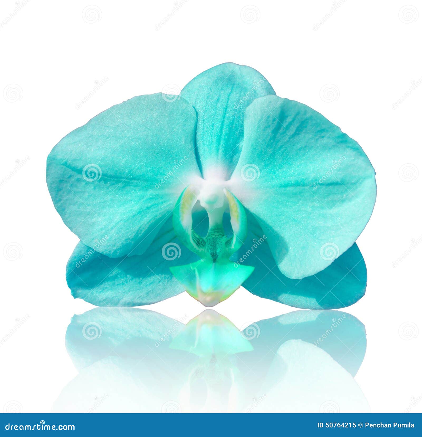 Orquídea Azul Hermosa De La Flor Phalaenopsis Fotos de stock - Fotos libres  de regalías de Dreamstime