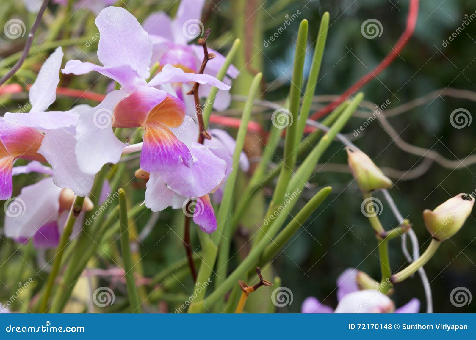 Orquídea Hermosa De La Flor Salvaje, Syn De Los Teres De Vanda Tere De  Papilionanthe Foto de archivo - Imagen de elemento, vista: 72170148