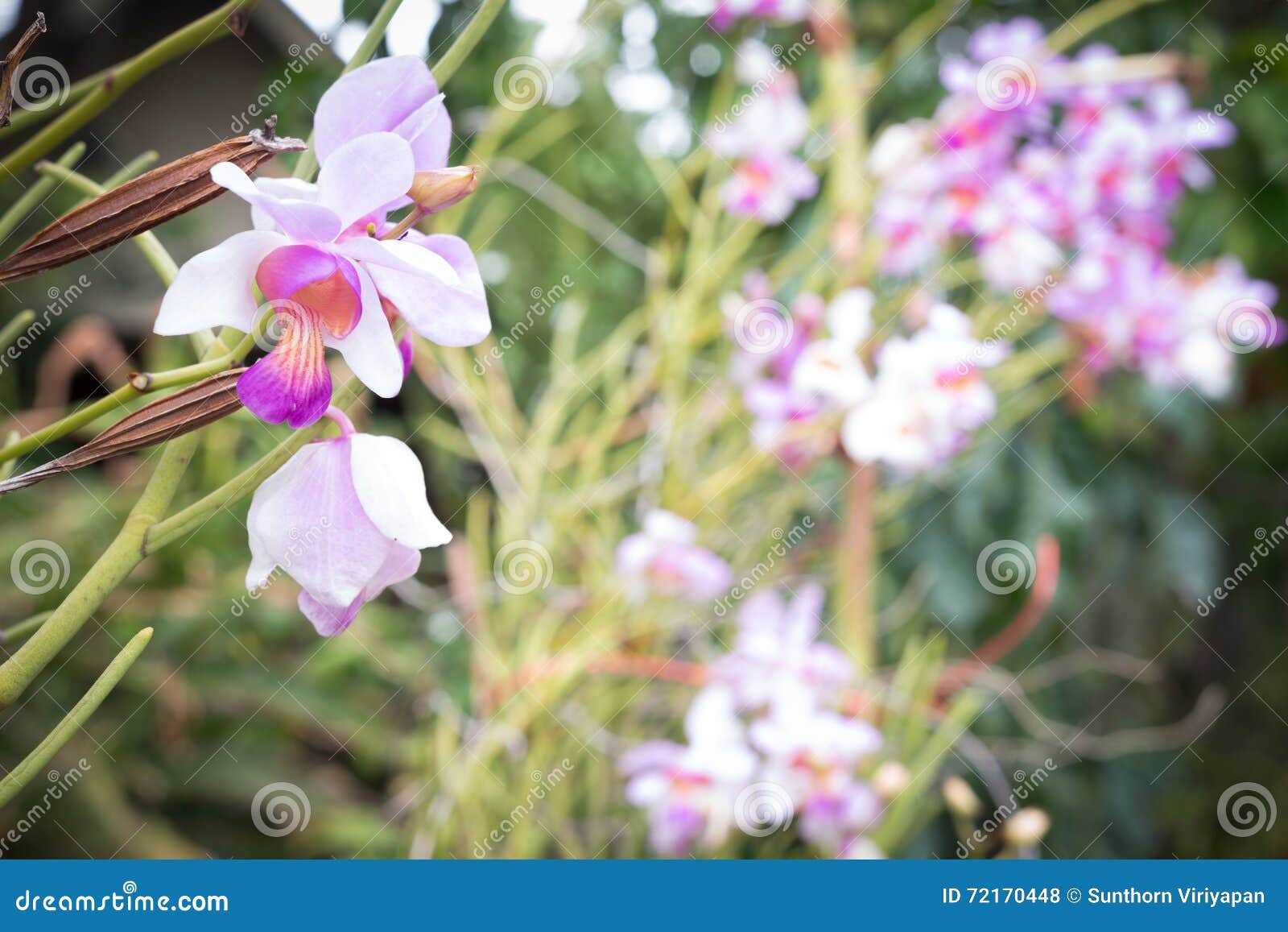 Orquídea Hermosa De La Flor Salvaje, Syn De Los Teres De Vanda Tere De  Papilionanthe Foto de archivo - Imagen de rural, pétalo: 72170448