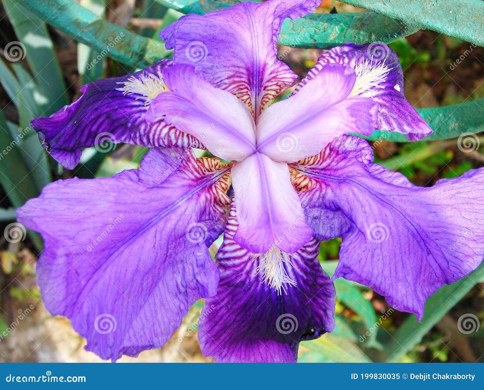 Orquídea Iris Del Lago Enano Imagen de archivo - Imagen de flor, nantes:  199830035