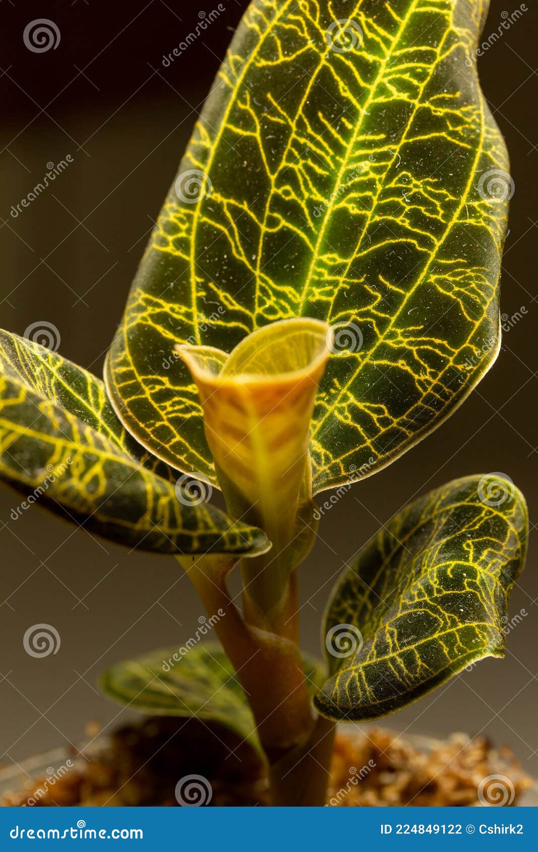 Orquídea-joia Com Veias-folhas Douradas Iridescentes Foto de Stock - Imagem  de fresco, relâmpago: 224849122