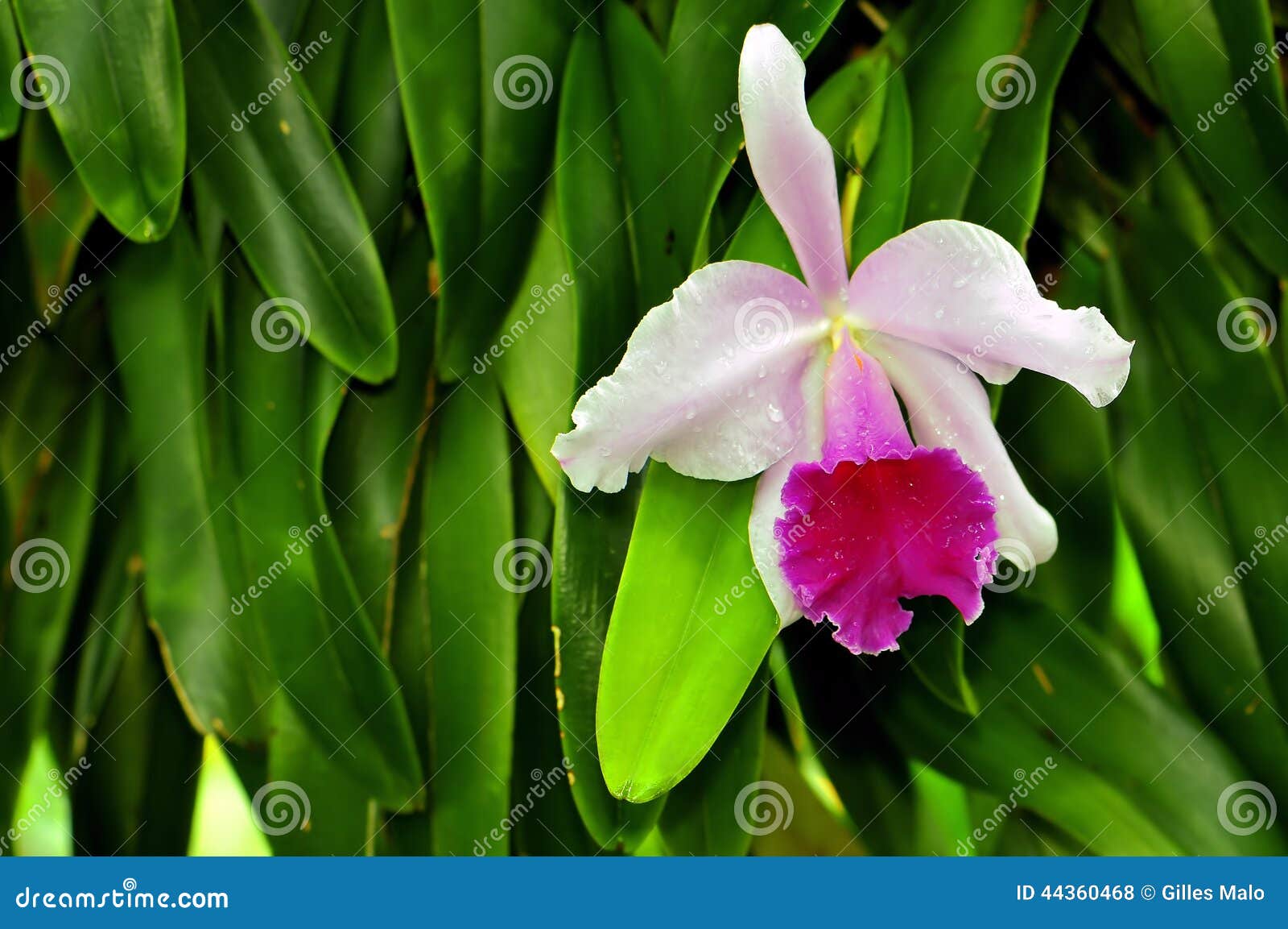 Orquídea, La Florida, Los .U. Foto de archivo - Imagen de invernadero,  pétalo: 44360468
