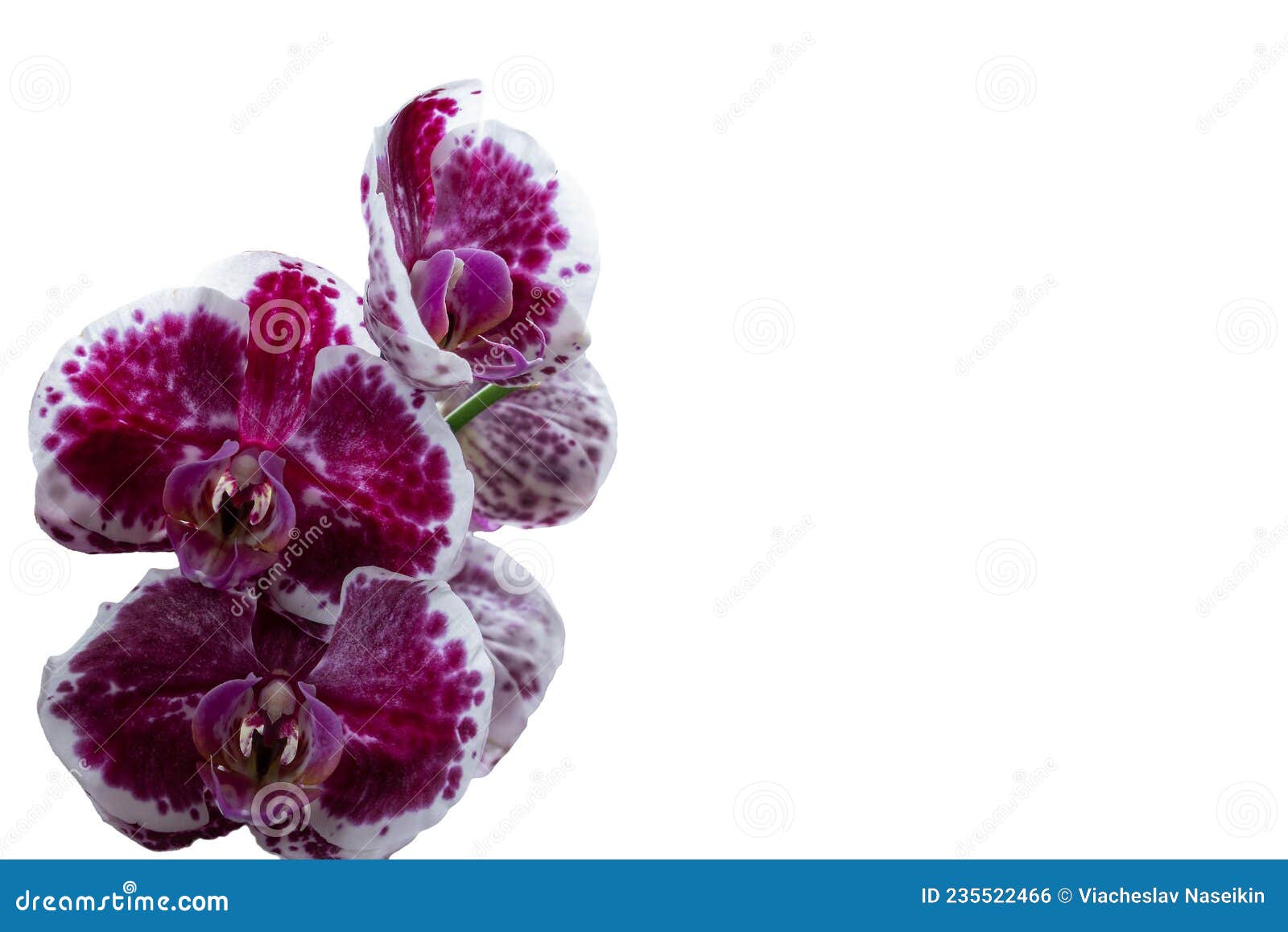 Orquídea Lila Con Color Original Esporádico Sobre Un Fondo Blanco Para Una  Tarjeta De Saludo. Lugar De Inscripción Foto de archivo - Imagen de saludo,  blanco: 235522466