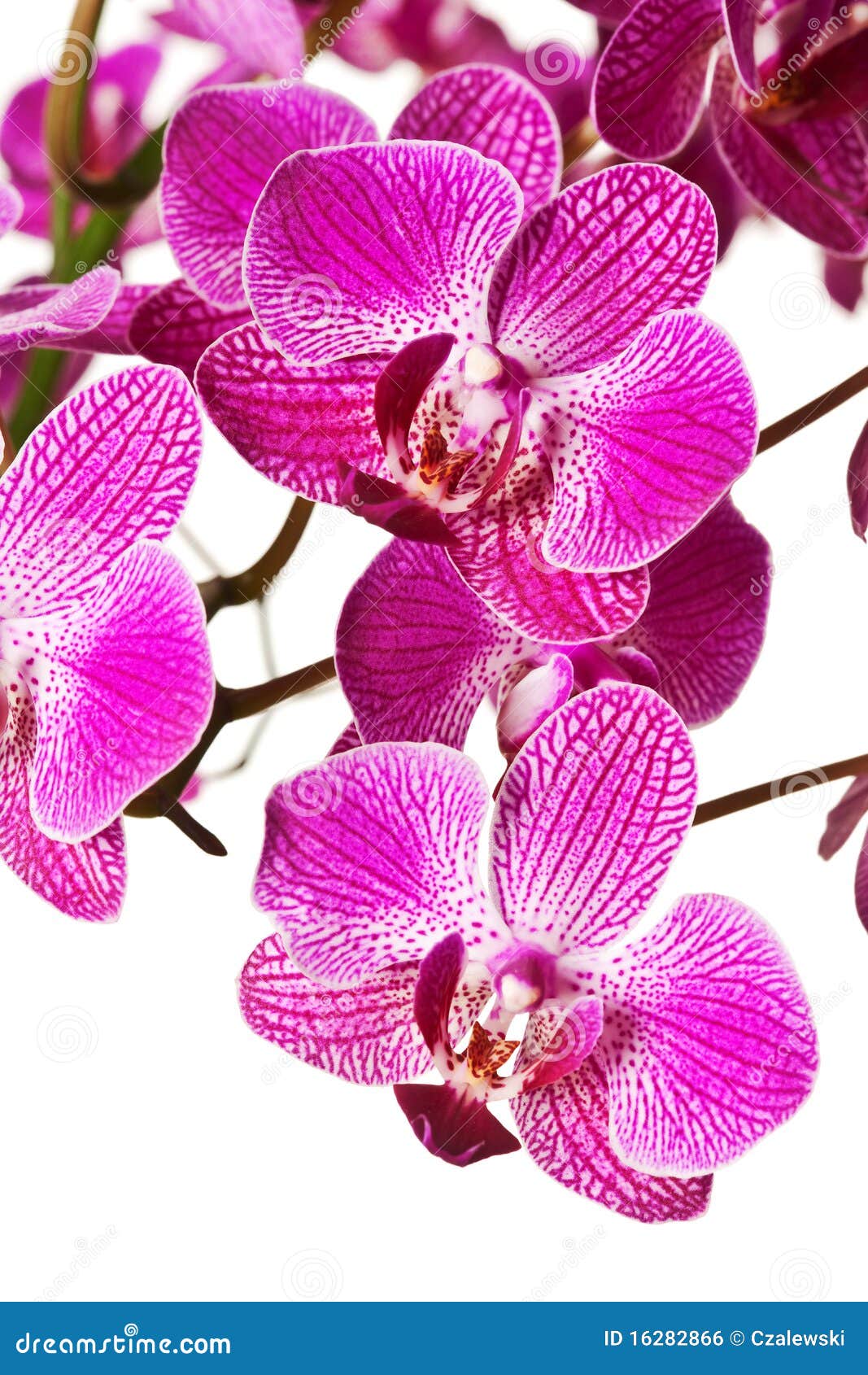 Orquídea Listrada Roxa Do Dendrobium Foto de Stock - Imagem de macro,  branco: 16282866
