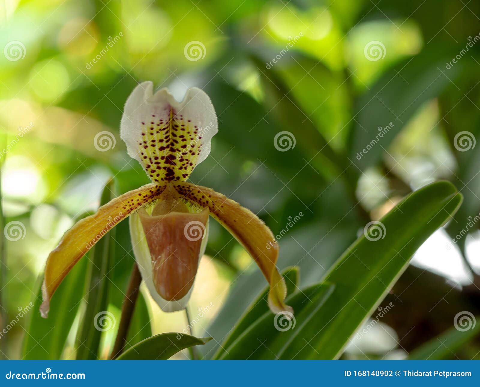 Orquídea Local Flor De Orquídea De Dama Slipper Ou Paphiopedilum Ou Sapato  De Veno Em Natureza Foto de Stock - Imagem de fundo, beleza: 168140902