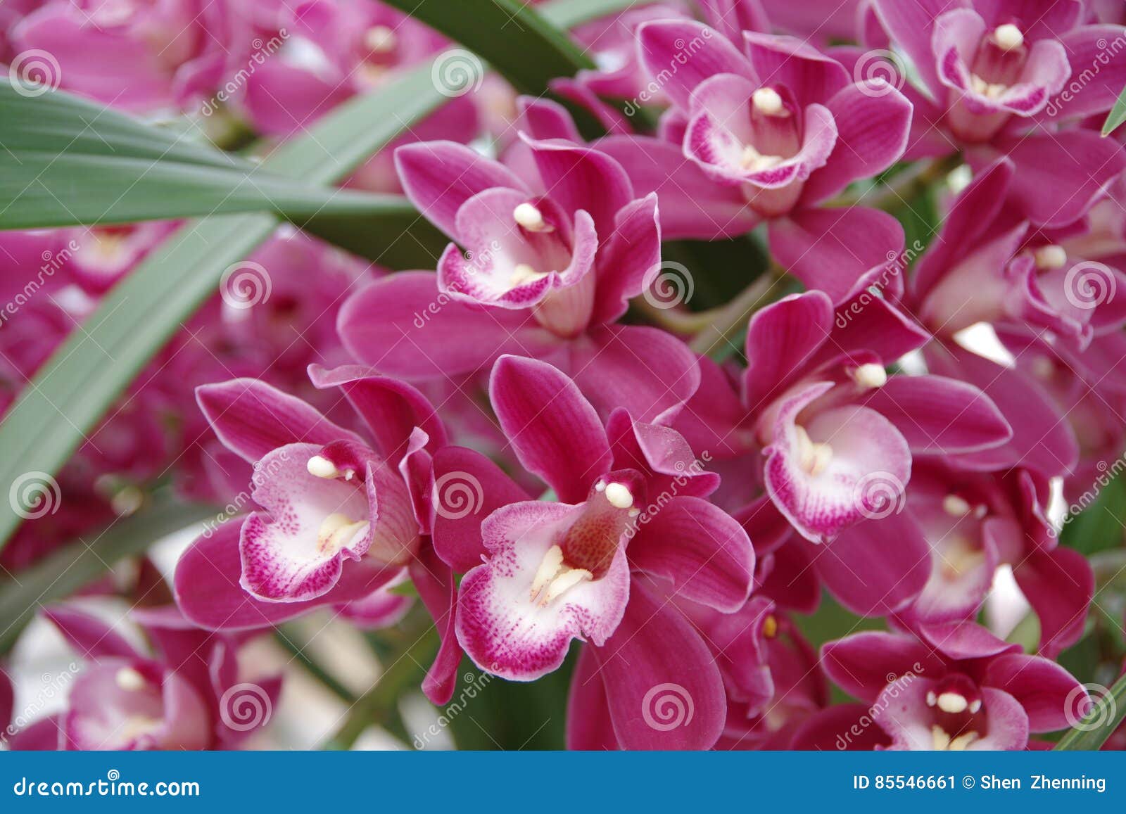 Orquídea magenta imagem de stock. Imagem de floral, flor - 85546661
