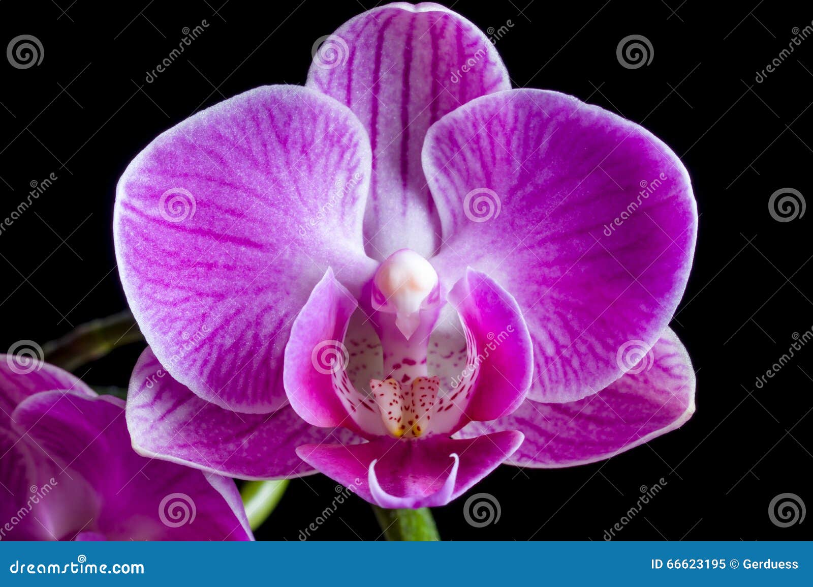 Orquídea Magenta Púrpura En Fondo Negro Imagen de archivo - Imagen de ramo,  tarjeta: 66623195