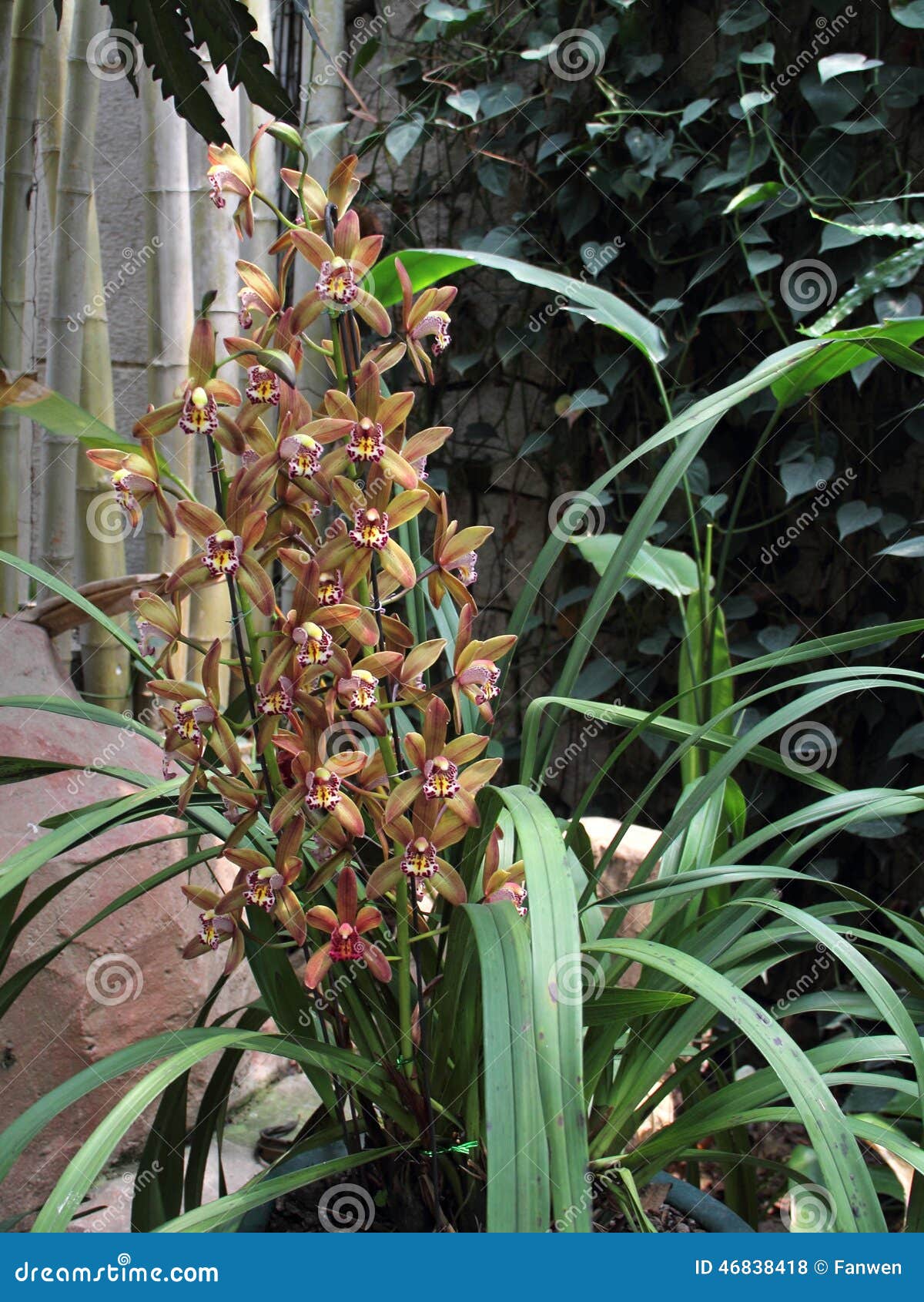 Orquídea Marrón Clara (Cymbidium Híbrido) Foto de archivo - Imagen de  flores, racimo: 46838418