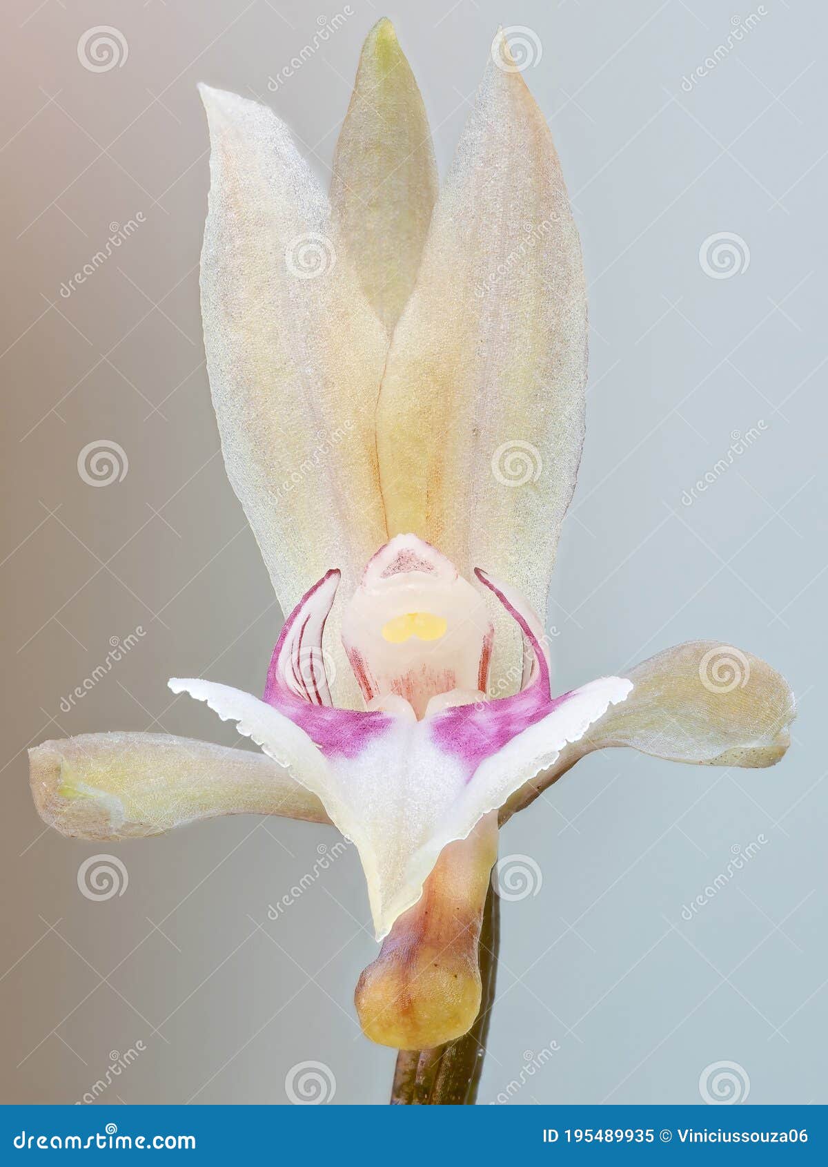 Orquídea monge imagem de stock. Imagem de floral, detalhe - 195489935