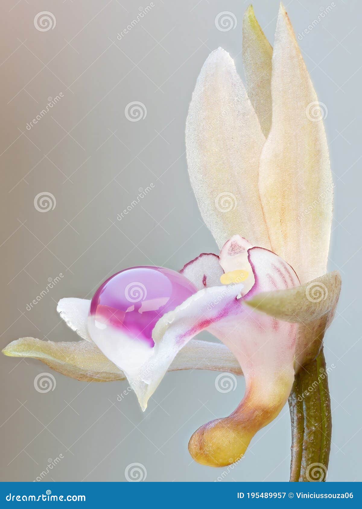 Orquídea monge imagem de stock. Imagem de flora, bege - 195489957