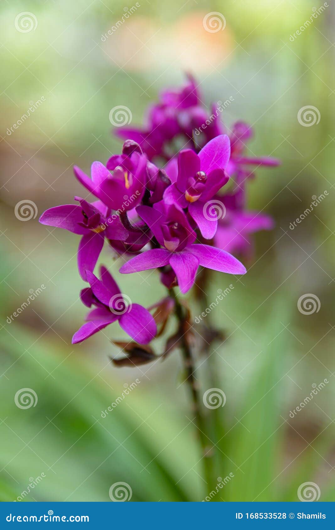 Orquídea morada foto de archivo. Imagen de exterior - 168533528