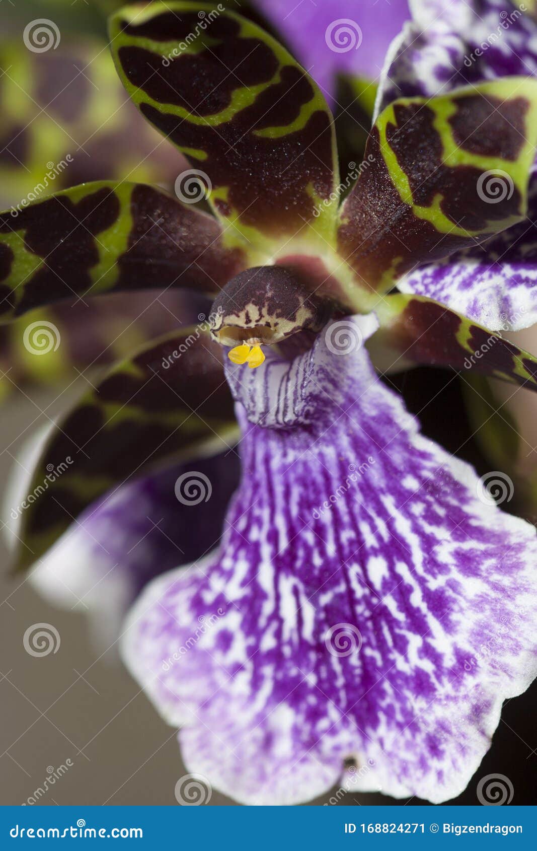 Orquídea Morada, Lavanda Y Moteada Blanca Con Centro Amarillo Imagen de  archivo - Imagen de abejas, enmascarado: 168824271