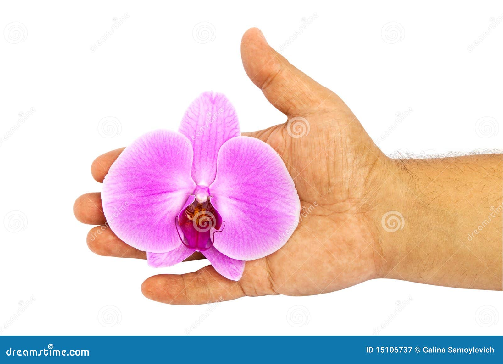 Orquídea Na Mão De Um Homem Imagem de Stock - Imagem de nave, margarida:  15106737