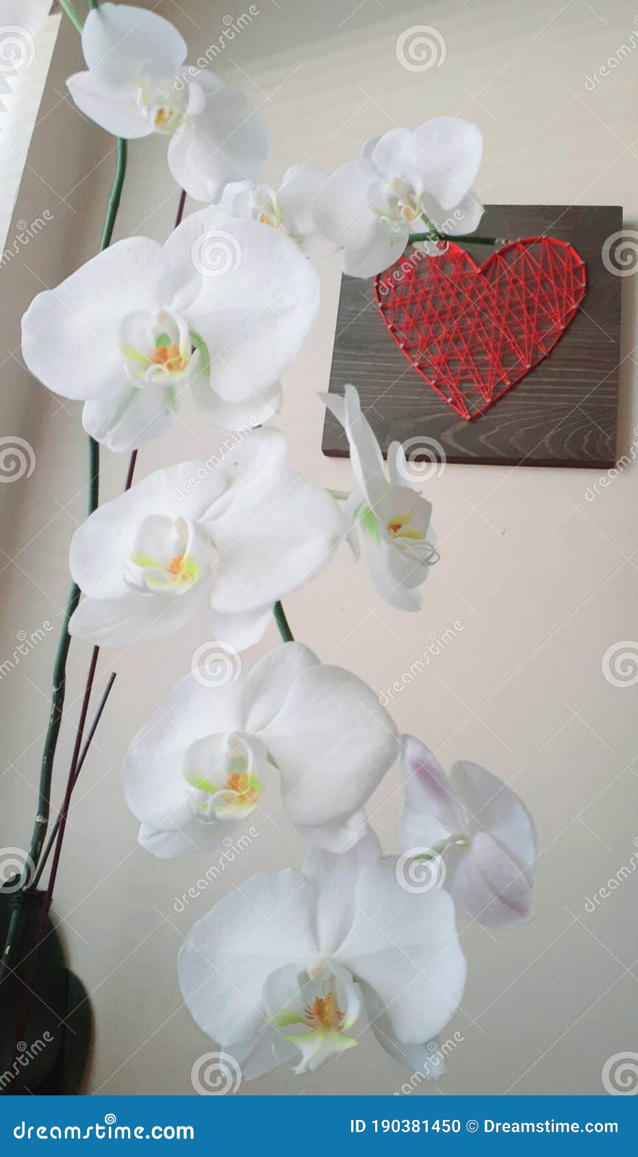 Orquídea natural original foto de archivo. Imagen de flor - 190381450
