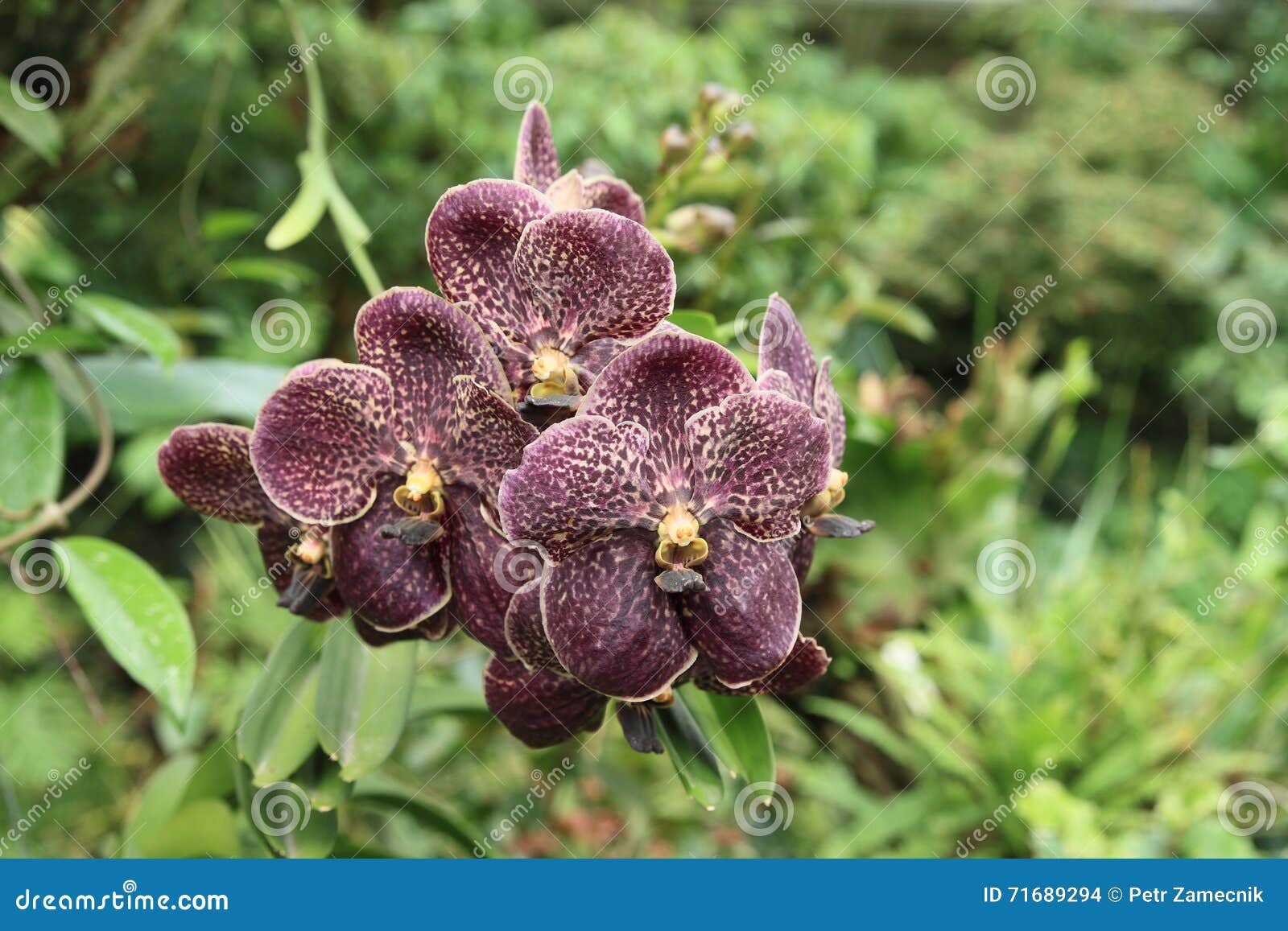 Orquídea negra foto de archivo. Imagen de negro, flor - 71689294