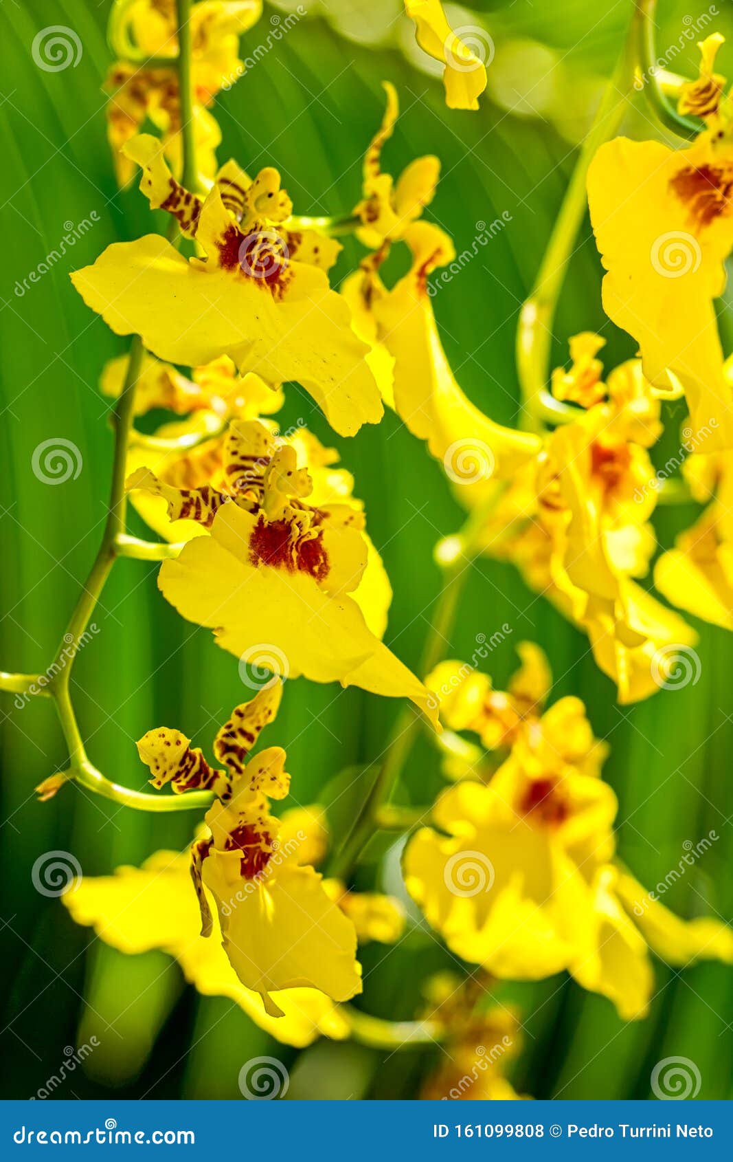 Orquídea Oncidium Aloha Iwanaga Amarillo Foto de archivo - Imagen de  floral, fondo: 161099808