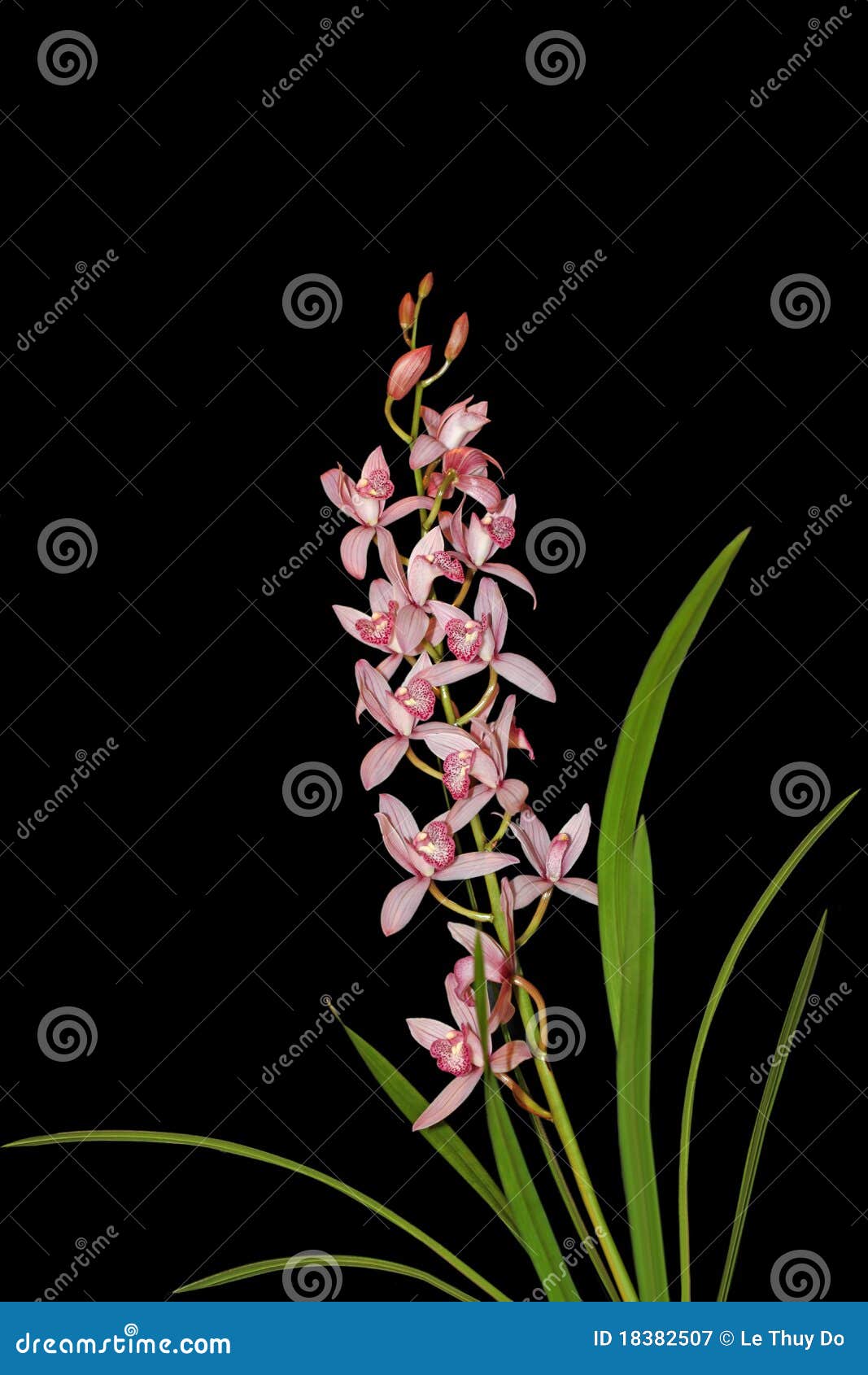 Orquídea Oriental Da Praia Do Cymbidium Imagem de Stock - Imagem de  oriental, isolado: 18382507