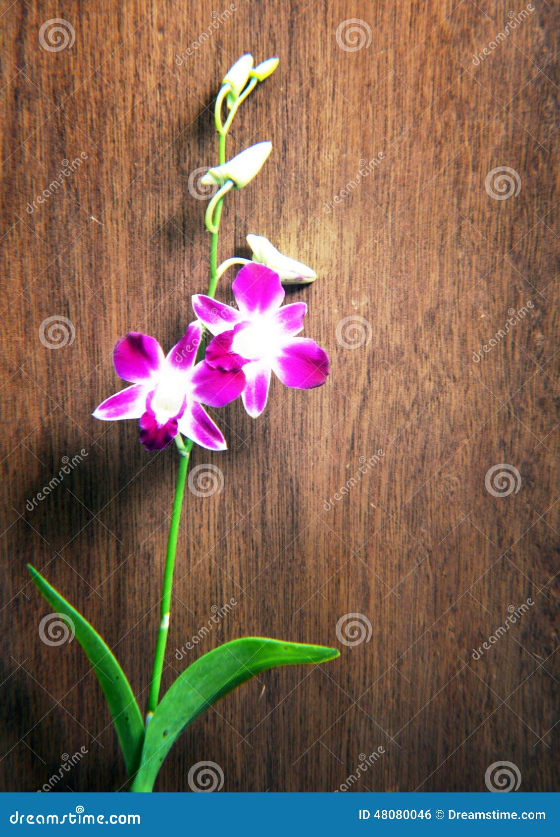 Orquídea original na teca foto de stock. Imagem de altura - 48080046