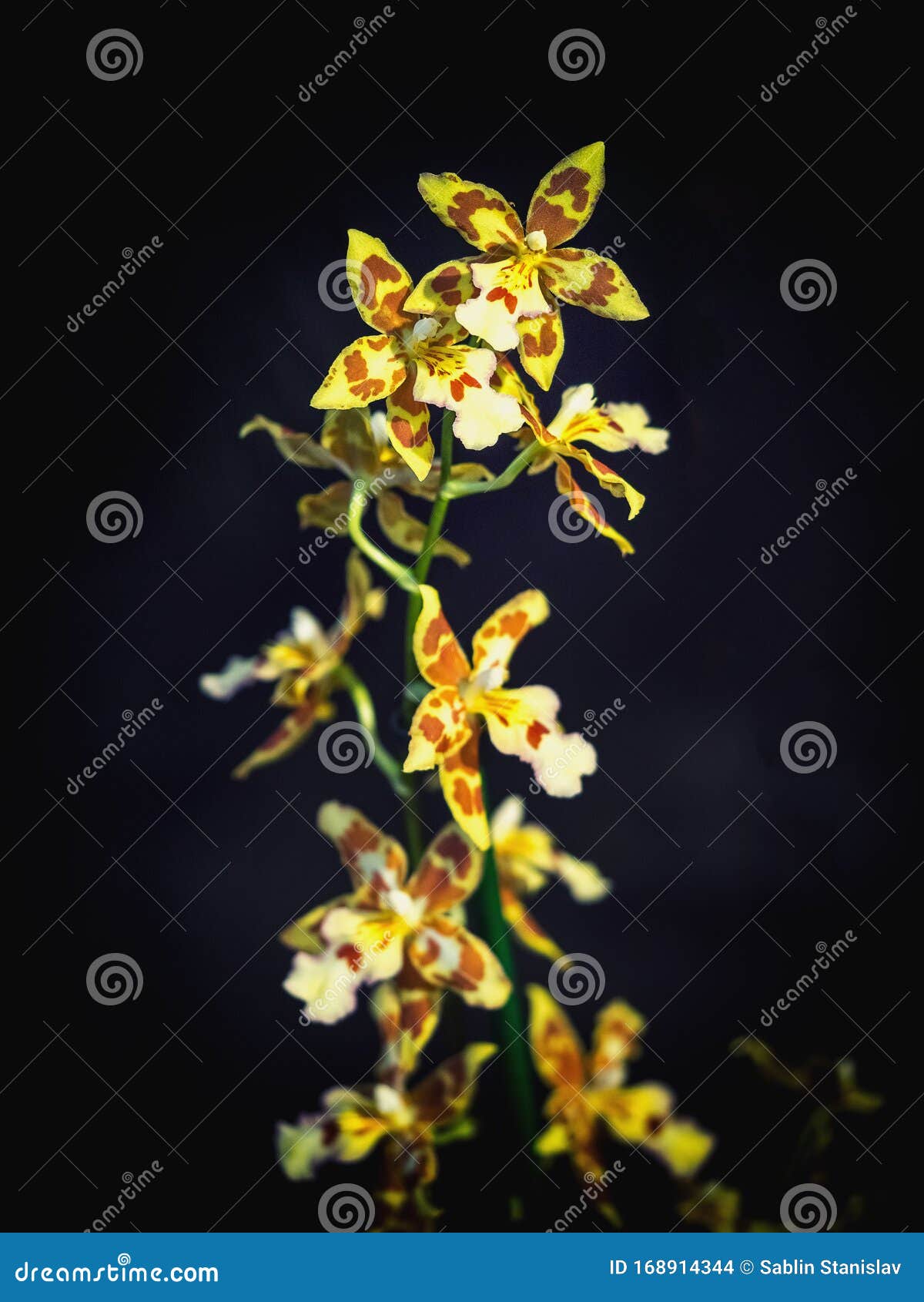 Orquídea Ornamental Rara Flor De Pequeñas Orquídeas Amarillas, Miembro De  La Familia Orquídea Orquídea Foto de archivo - Imagen de ornamental,  belleza: 168914344
