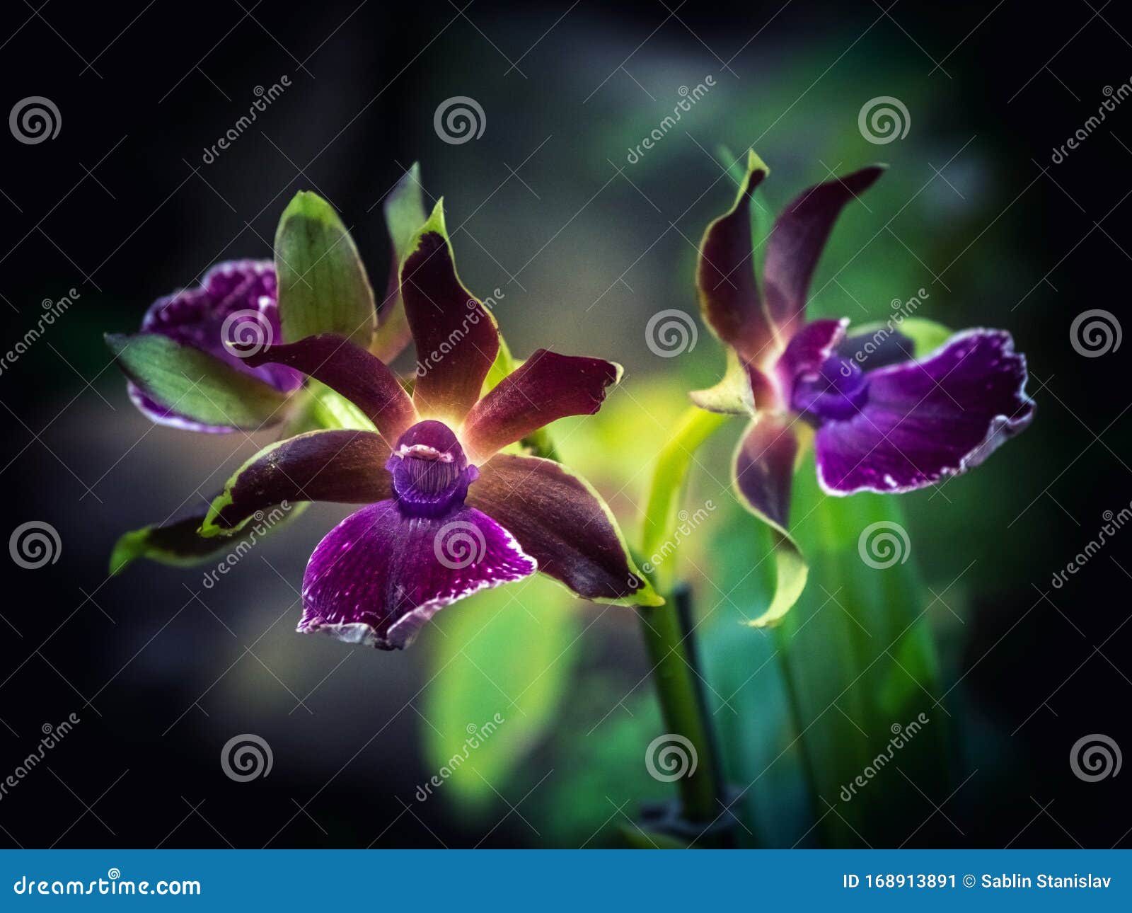 Orquídea Ornamental Rara Flor De Pequeñas Orquídeas Violetas, Miembro De La  Familia Orquídea Orquídea Imagen de archivo - Imagen de crecimiento, flor:  168913891