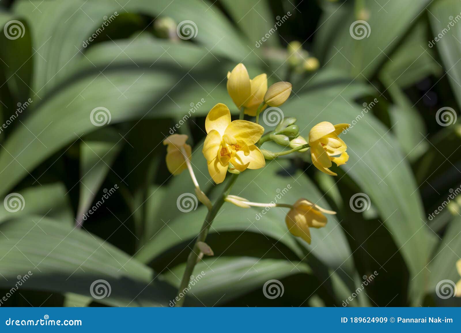 Orquídea Ou Espatoglote Moída Amarela Florescem Com Luz Solar No Jardim.  Imagem de Stock - Imagem de pétala, naughty: 189624909