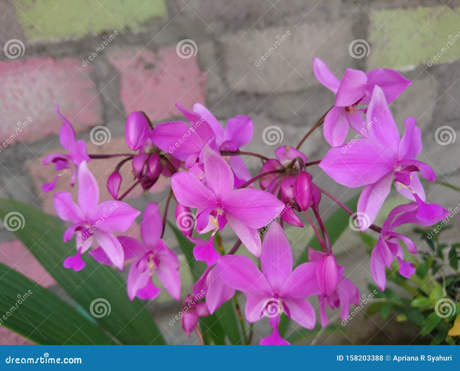 Orquídea Ou Nome Botânico Em Terra Roxa é Spathoglottis Plicata Ou Orquídea  Moída Das Filipinas Foto de Stock - Imagem de macro, flores: 158203388