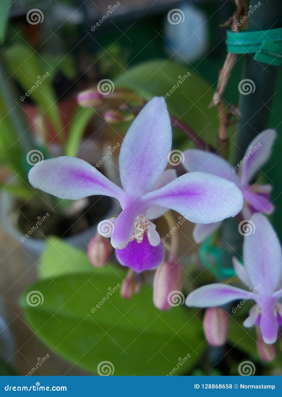 Orquídea Púrpura Y Blanca Miniatura De Phaleanopsis Foto de archivo -  Imagen de colorido, ramo: 128868658