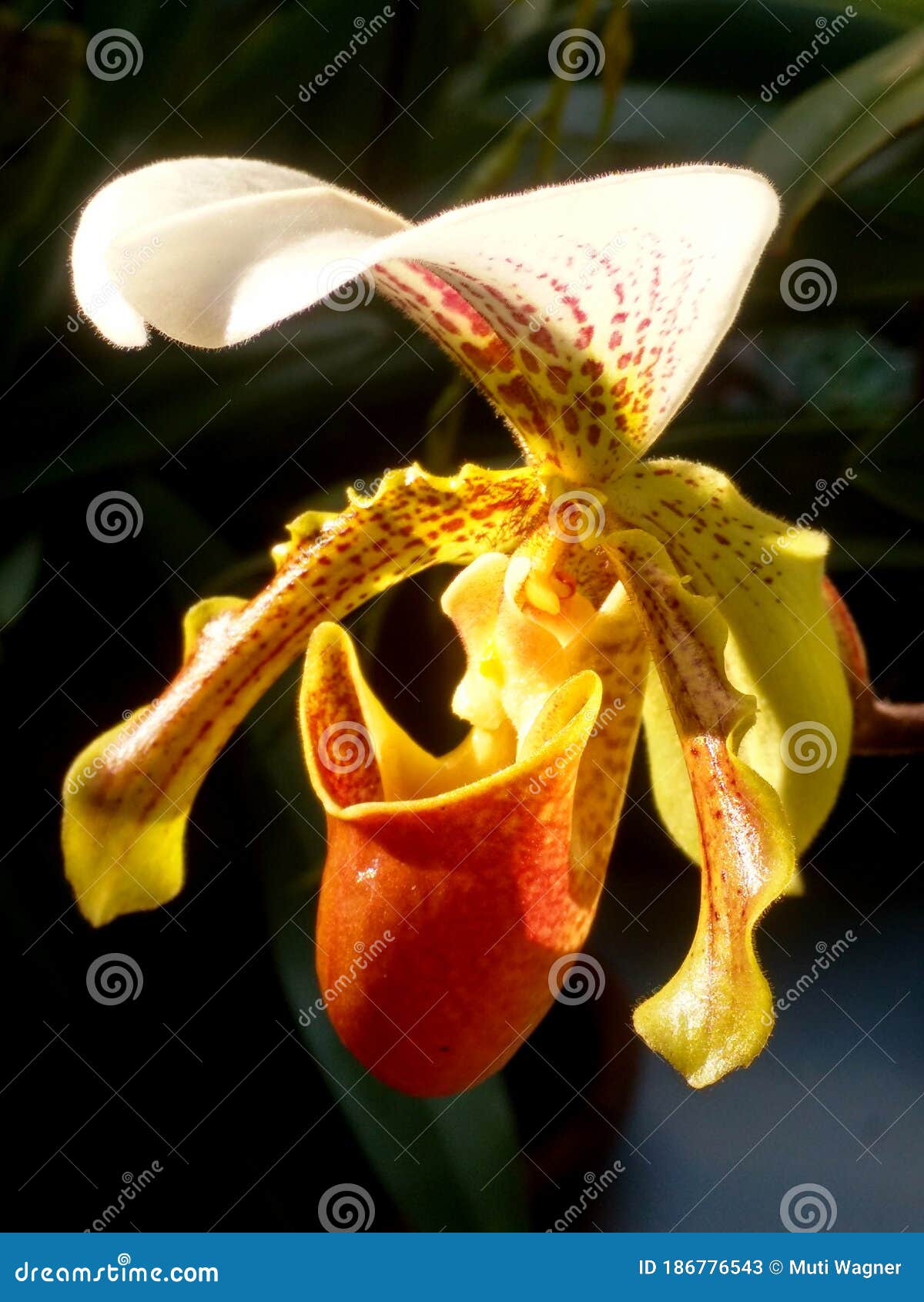 Orquídea paphiopedilum imagem de stock. Imagem de lata - 186776543