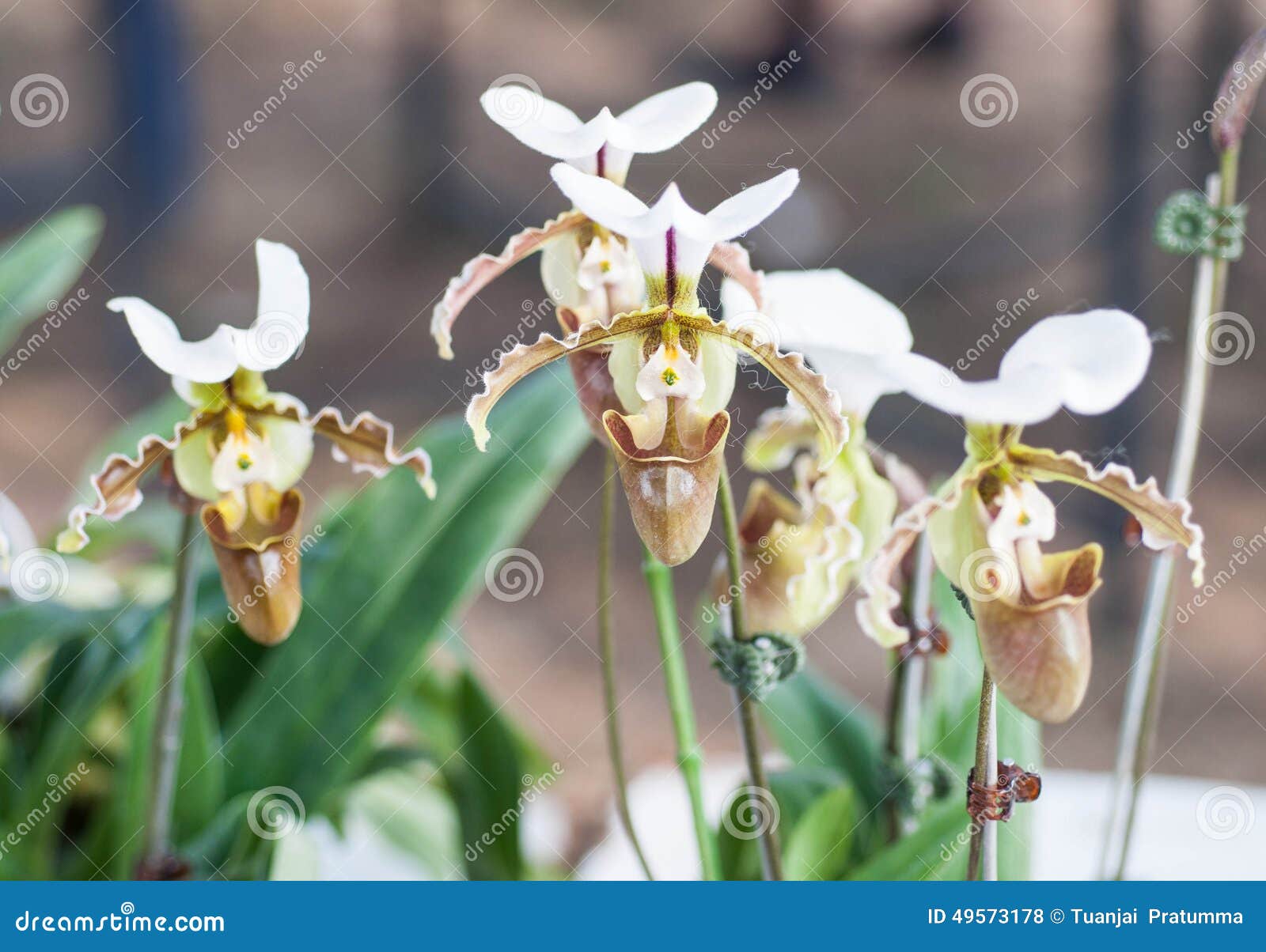 Orquídea, Paphiopedilum Leeanum Foto de archivo - Imagen de interior, puro:  49573178