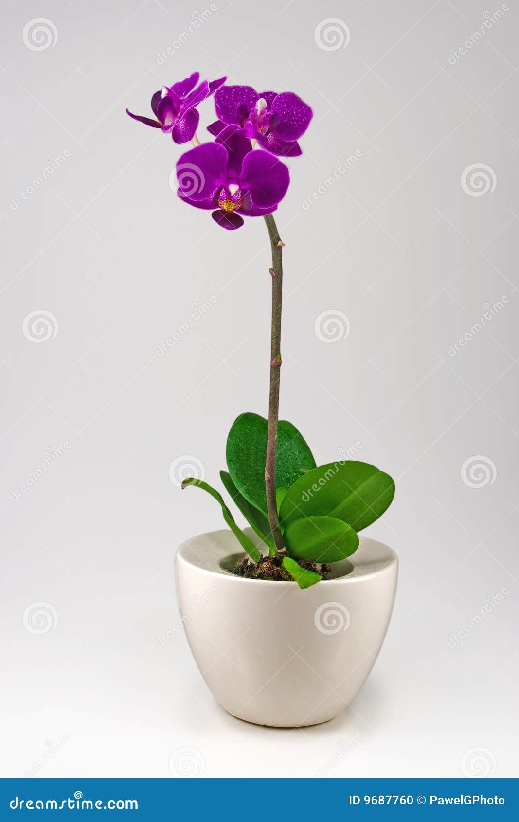 Orquídea pequena foto de stock. Imagem de planta, gota - 9687760