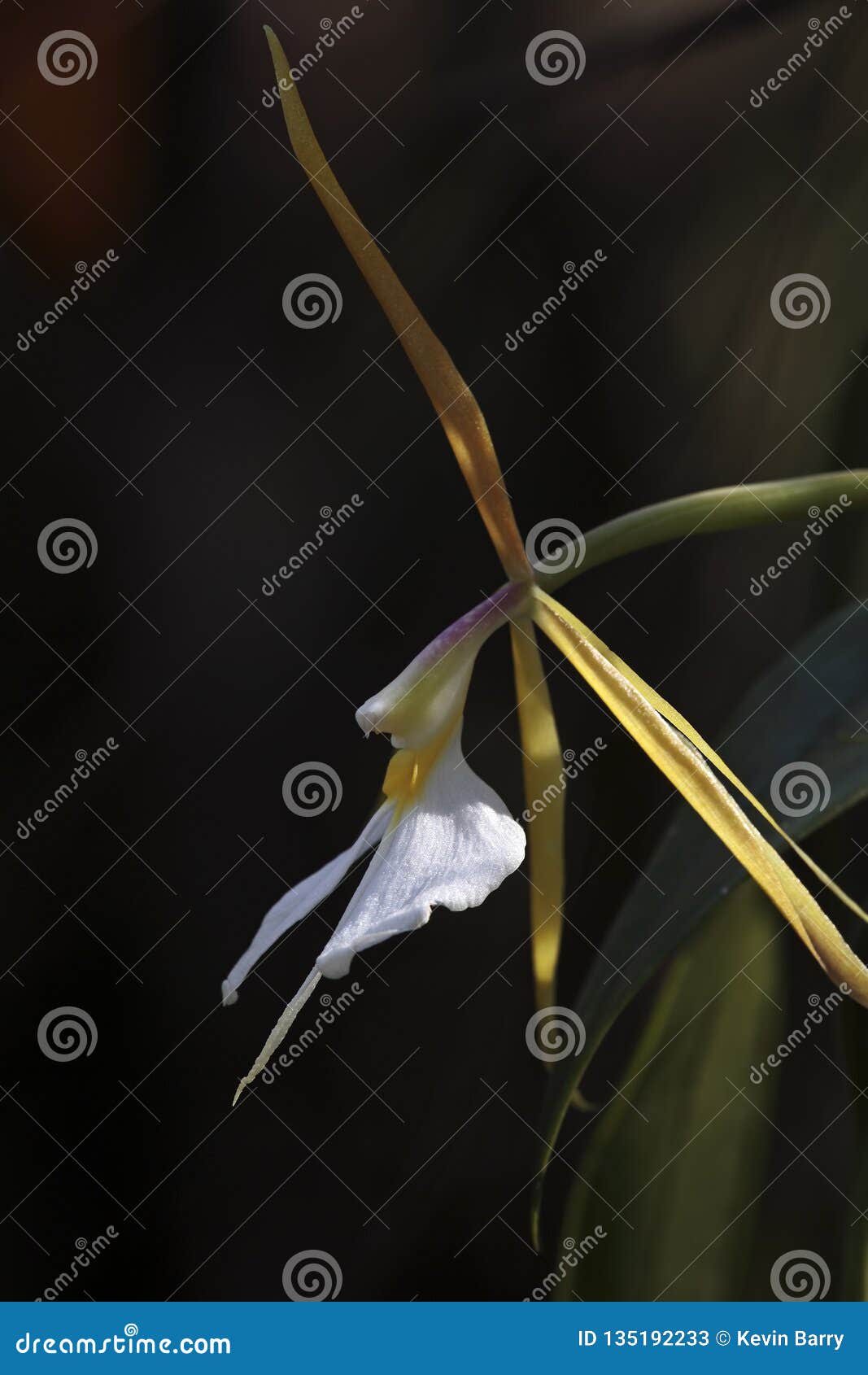 Orquídea Perfumada De La Noche, Sudoeste La Florida Imagen de archivo -  Imagen de hierba, florida: 135192233
