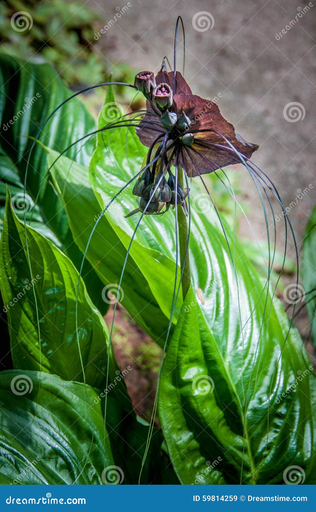 Orquídea Preta - Viúva Negra Imagem de Stock - Imagem de alegria, preto:  59814259