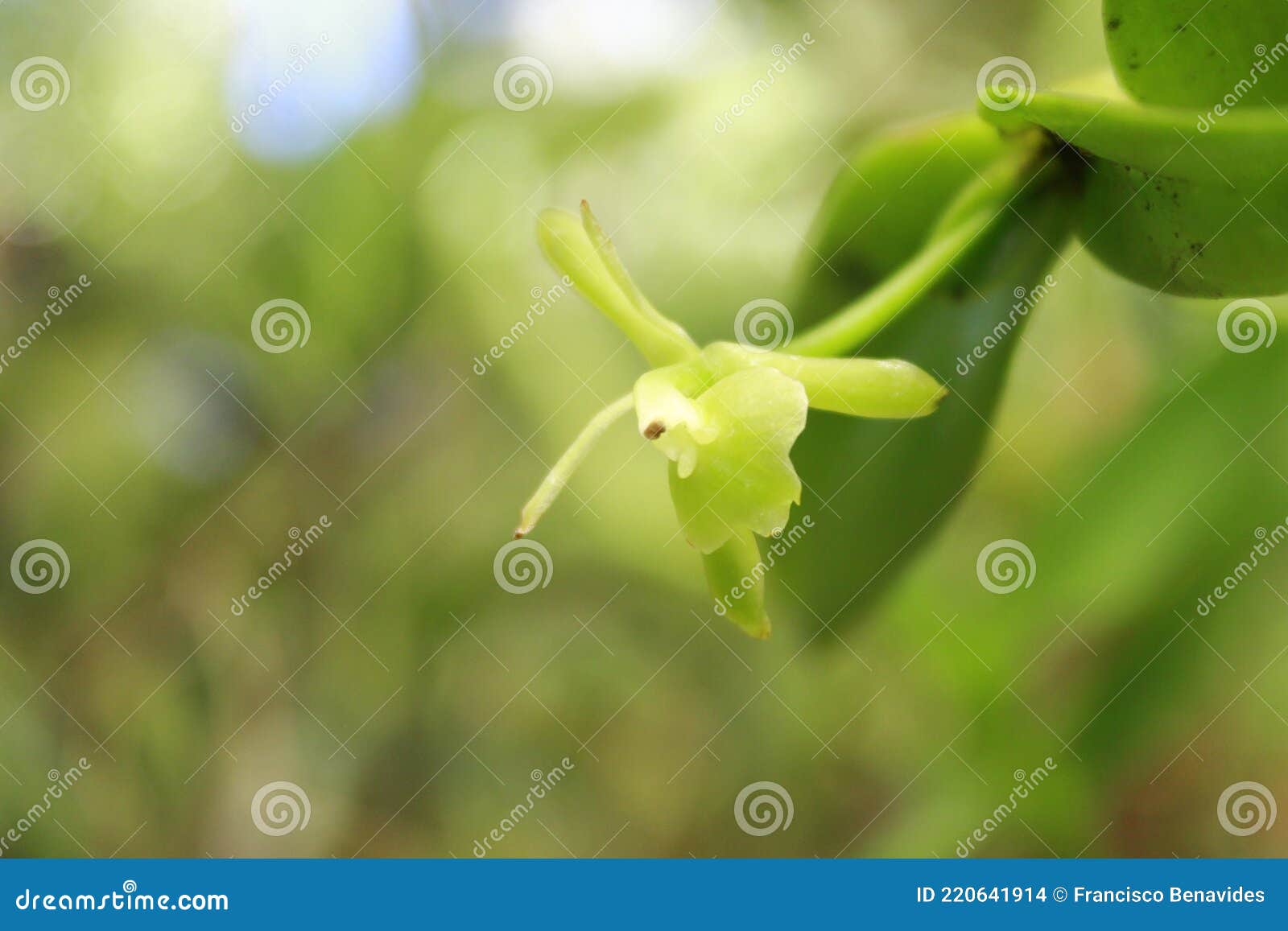 Orquídea rara costa rica foto de archivo. Imagen de hermoso - 220641914
