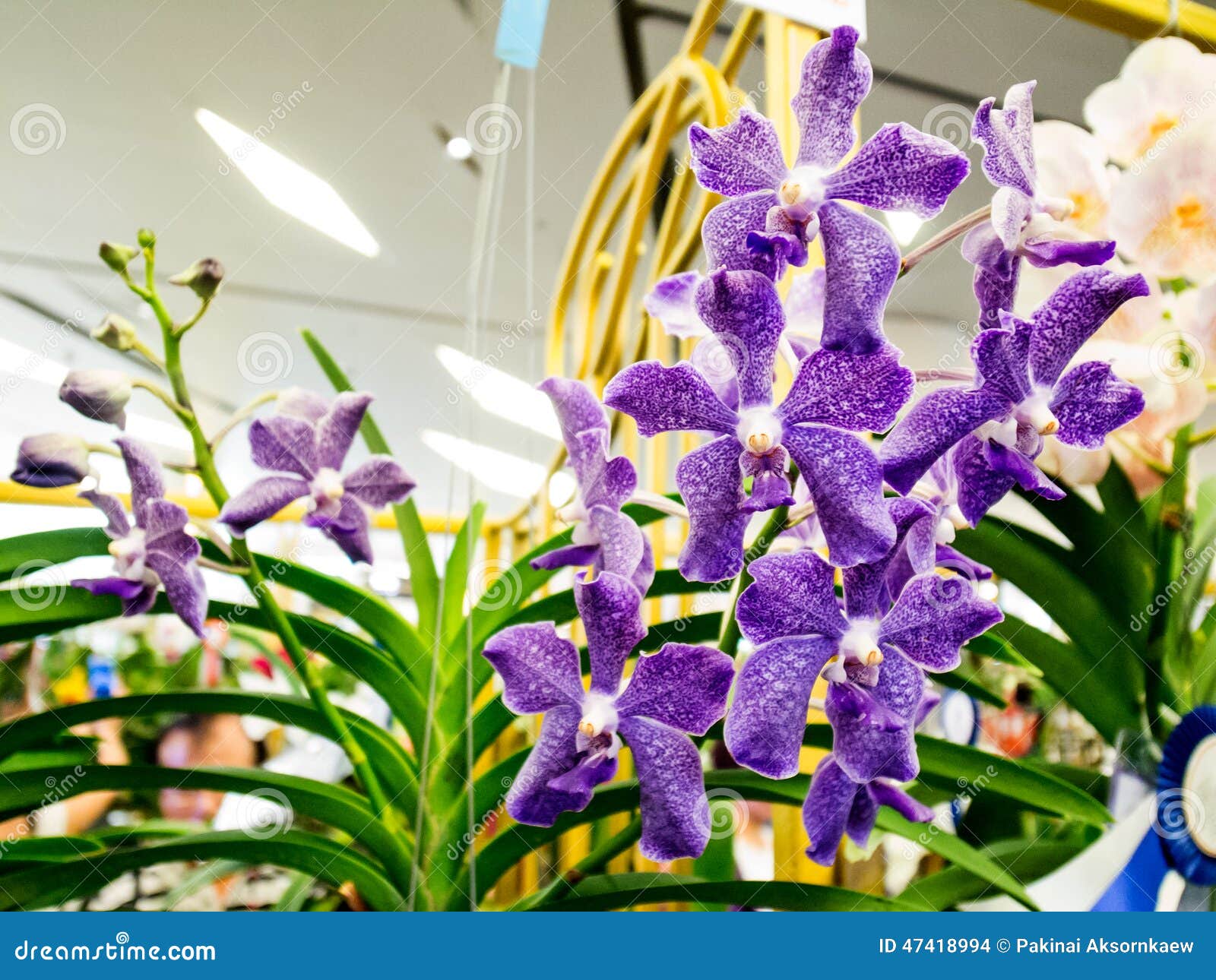 Orquídea Real No Paraíso Da Orquídea De Banguecoque Do Modelo Imagem de  Stock Editorial - Imagem de tomada, novembro: 47418994