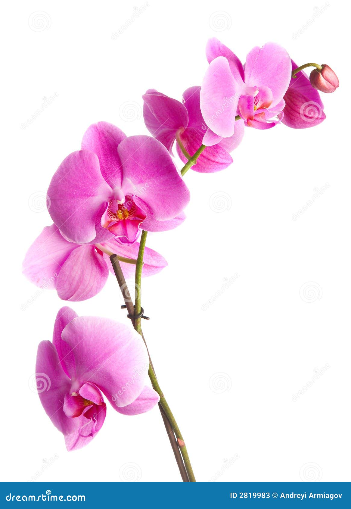 Orquídea rosada imagen de archivo. Imagen de retroceder - 2819983