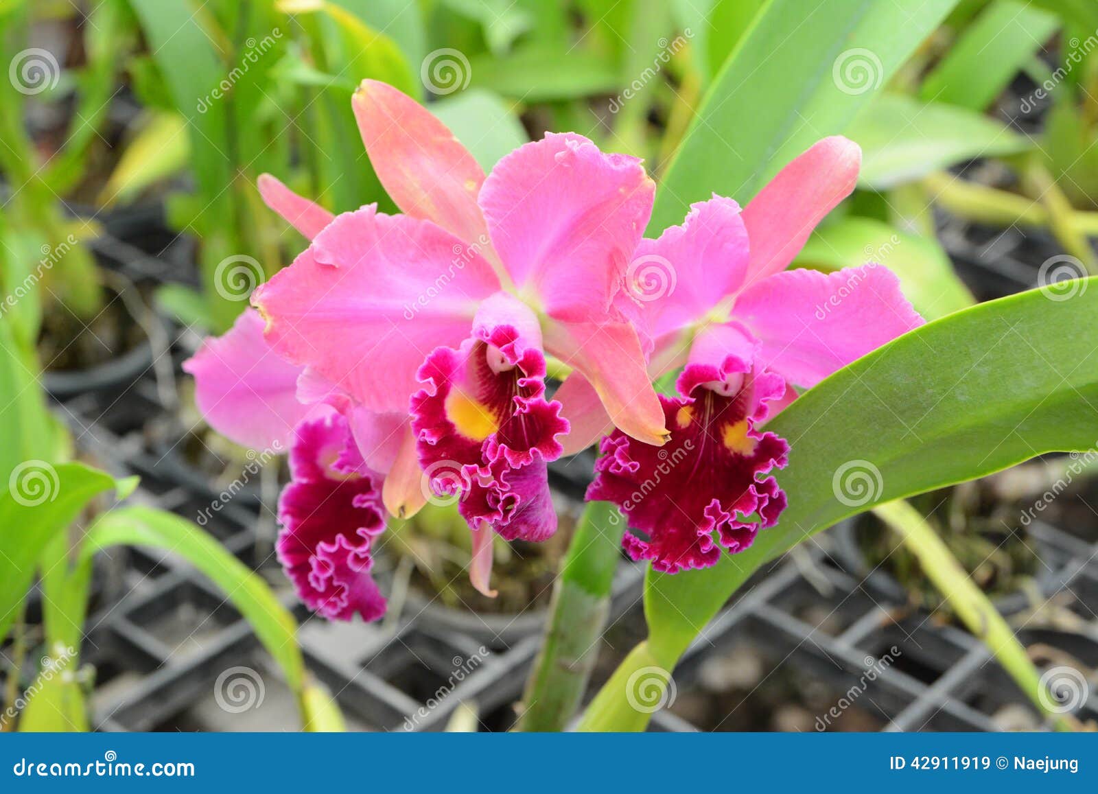Orquídea Rosada Del Cattleya Imagen de archivo - Imagen de modelo,  brillante: 42911919
