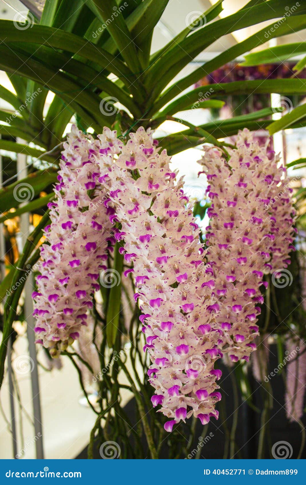 Orquídea Rosada Hermosa, Tailandia Imagen de archivo - Imagen de floral,  estudio: 40452771