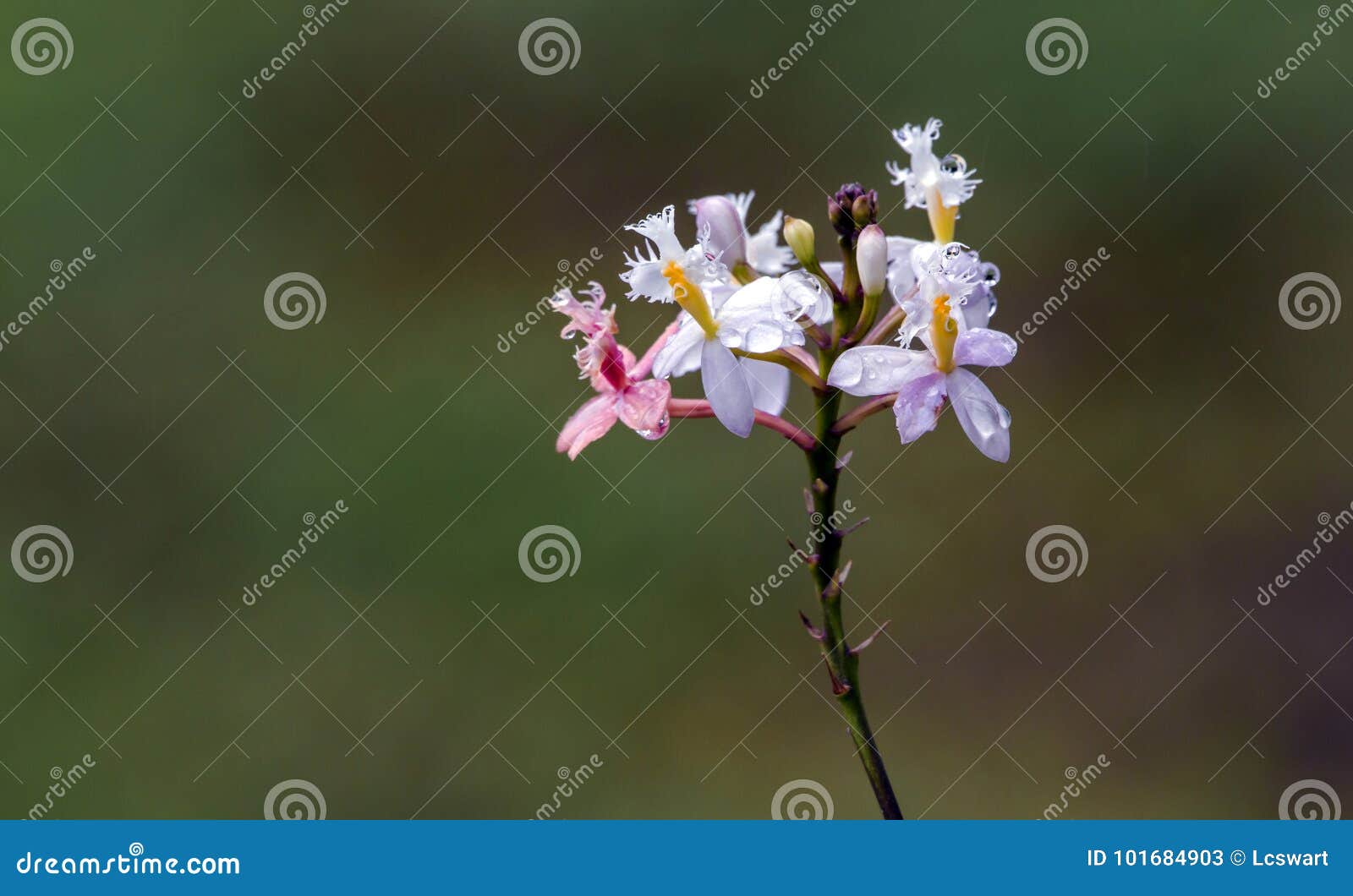 Orquídea Rosada Y Blanca Del Epidendrum En Fondo Borroso Imagen de archivo  - Imagen de tropical, flora: 101684903