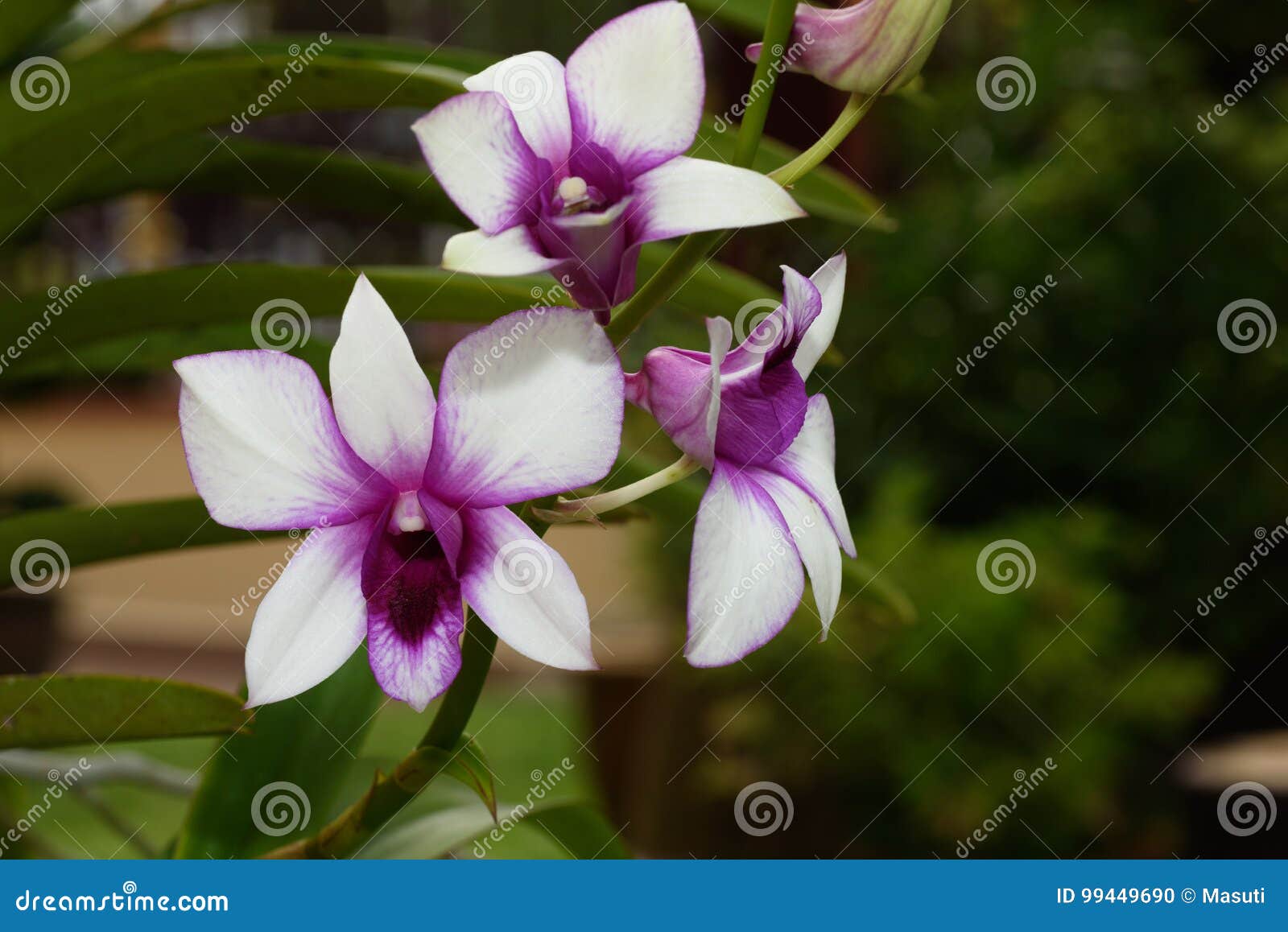 Orquídea roxa branca foto de stock. Imagem de macro, jardim - 99449690