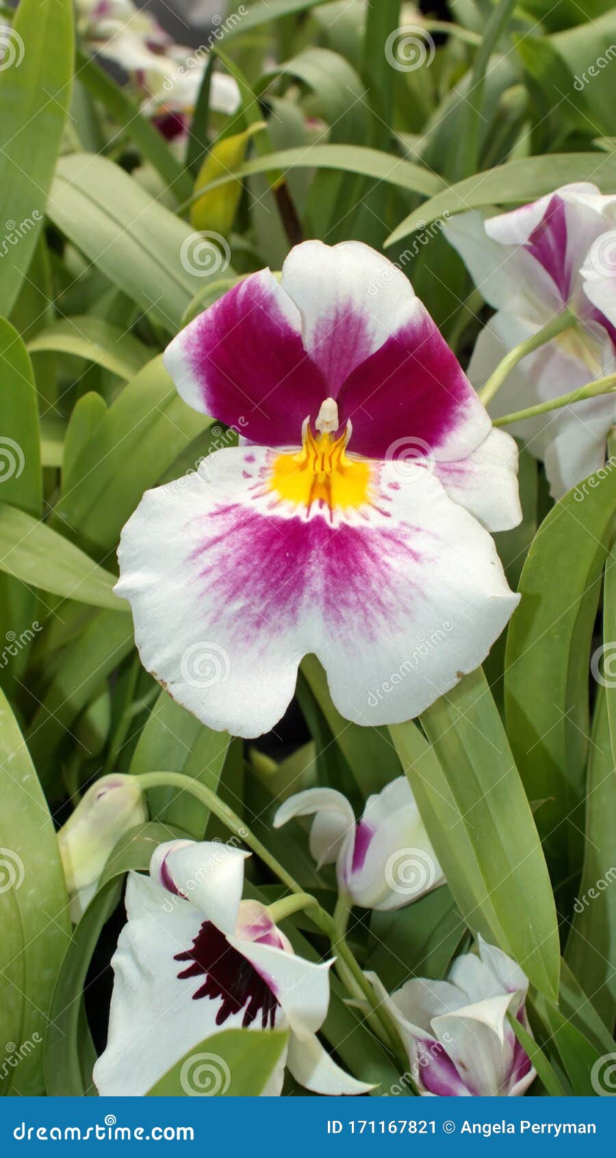 Orquídea Roxa, Branca E Amarela Imagem de Stock - Imagem de branco, roxo:  171167821