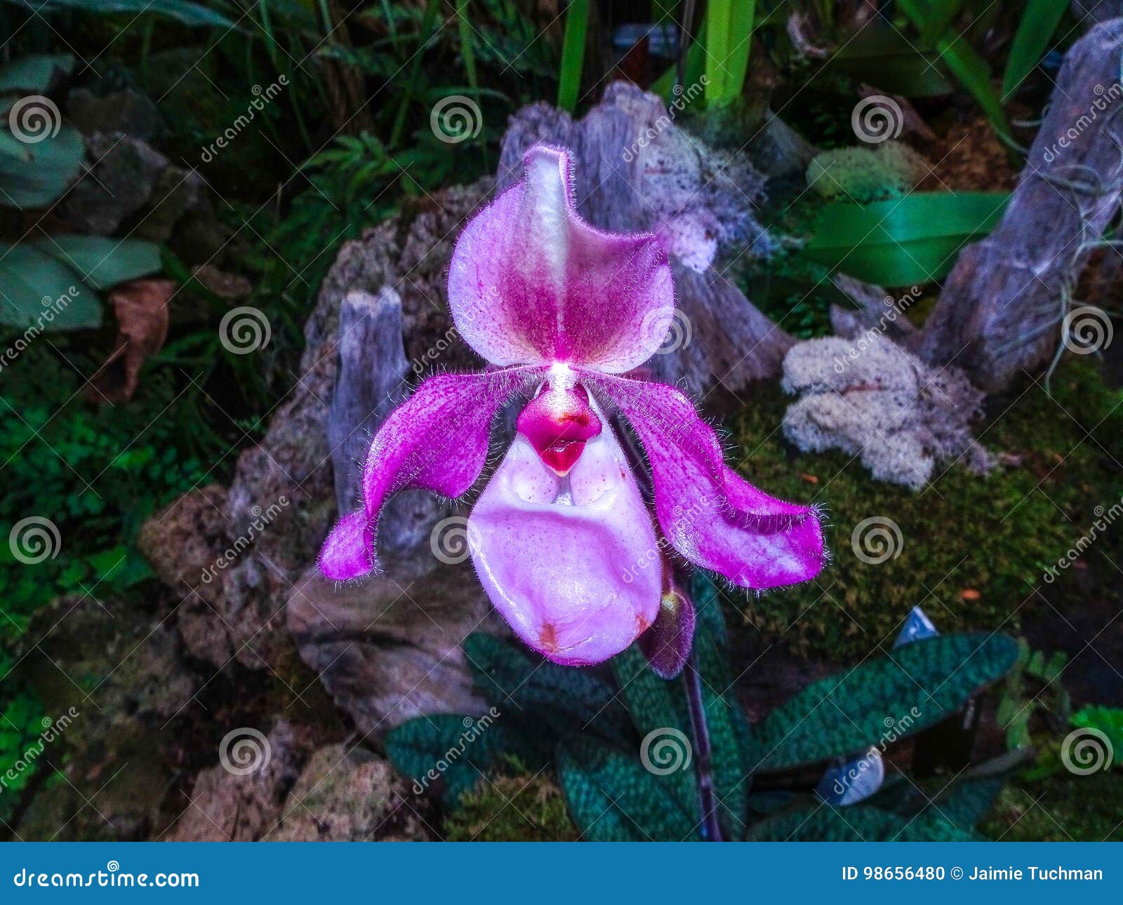 Orquídea Roxa Do Paphiopedilum Em Um Jardim De Rocha Foto de Stock - Imagem  de planta, brilhante: 98656480
