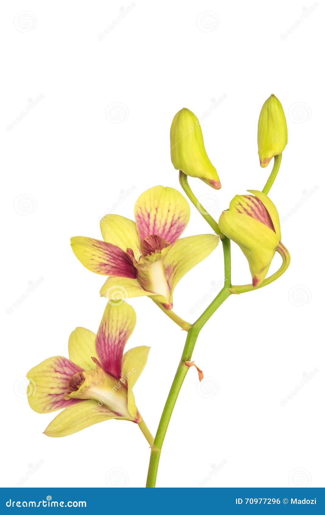 Orquídea roxa e amarela foto de stock. Imagem de haste - 70977296