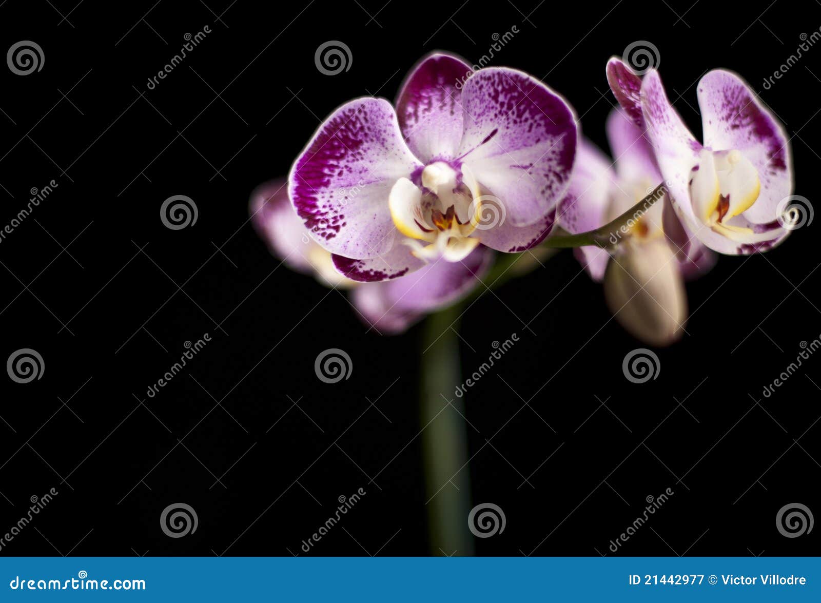 Orquídea Roxa E Branca Amarela Imagem de Stock - Imagem de filial, isolado:  21442977